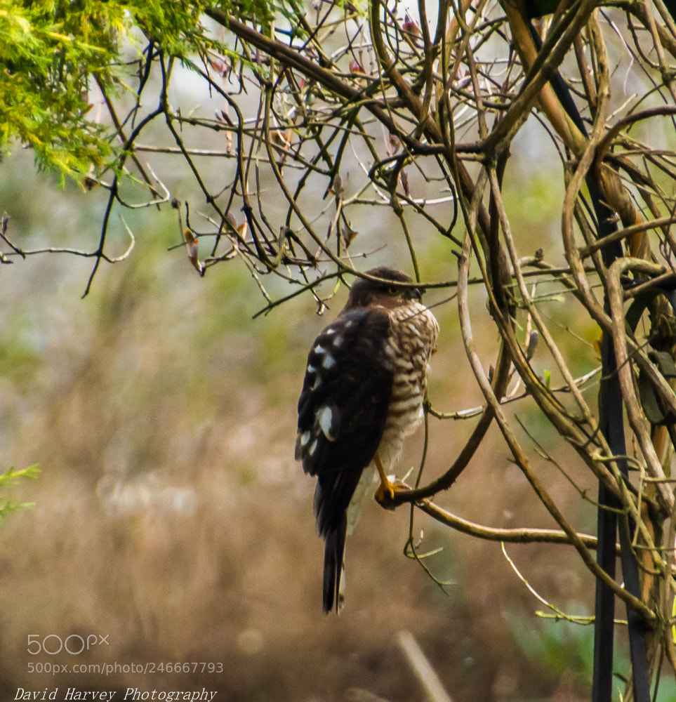 Nikon D7200 sample photo. Sparrowhawk in my garden photography