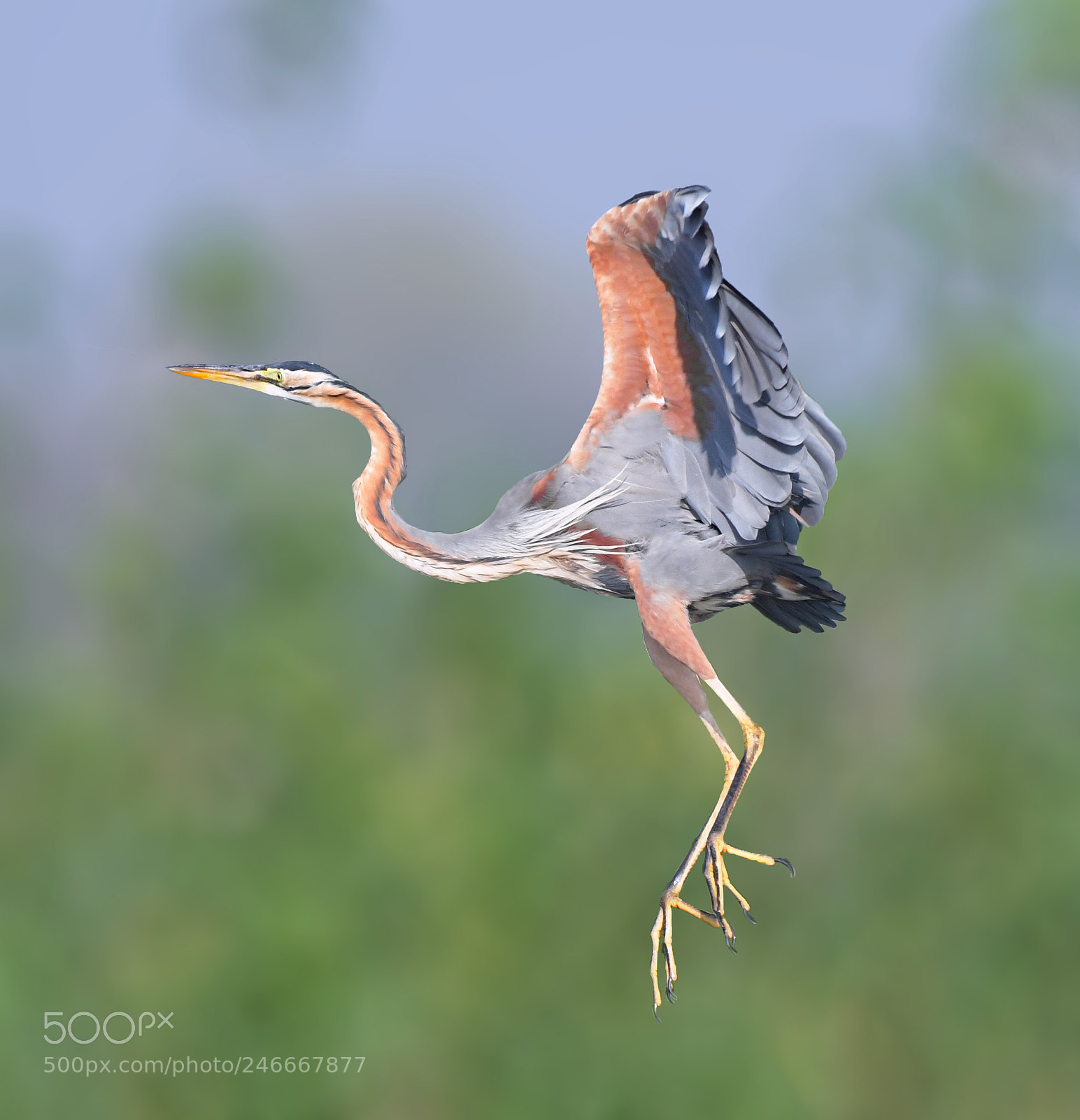 Nikon D500 sample photo. Purple heron photography