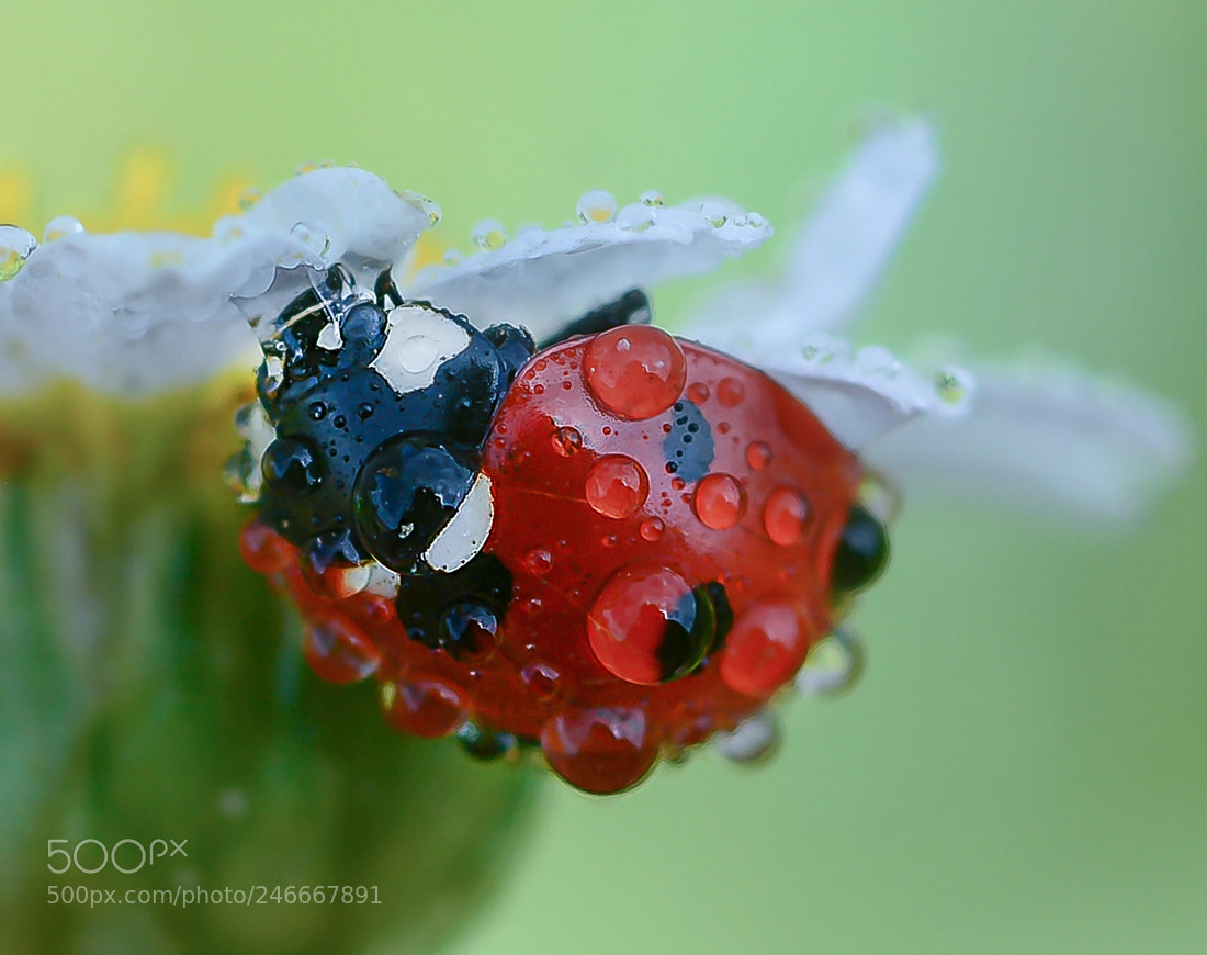 Nikon D7100 sample photo. Ladybug photography