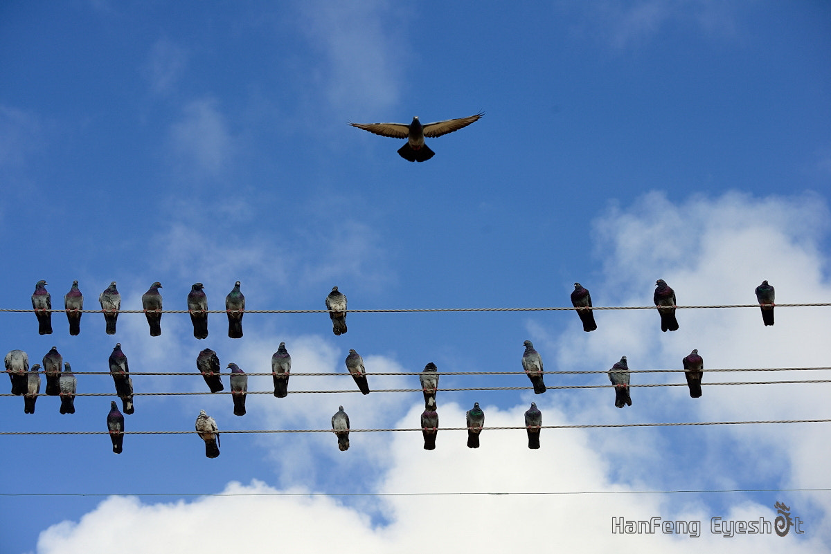 Nikon D800E sample photo. 鸽子 photography