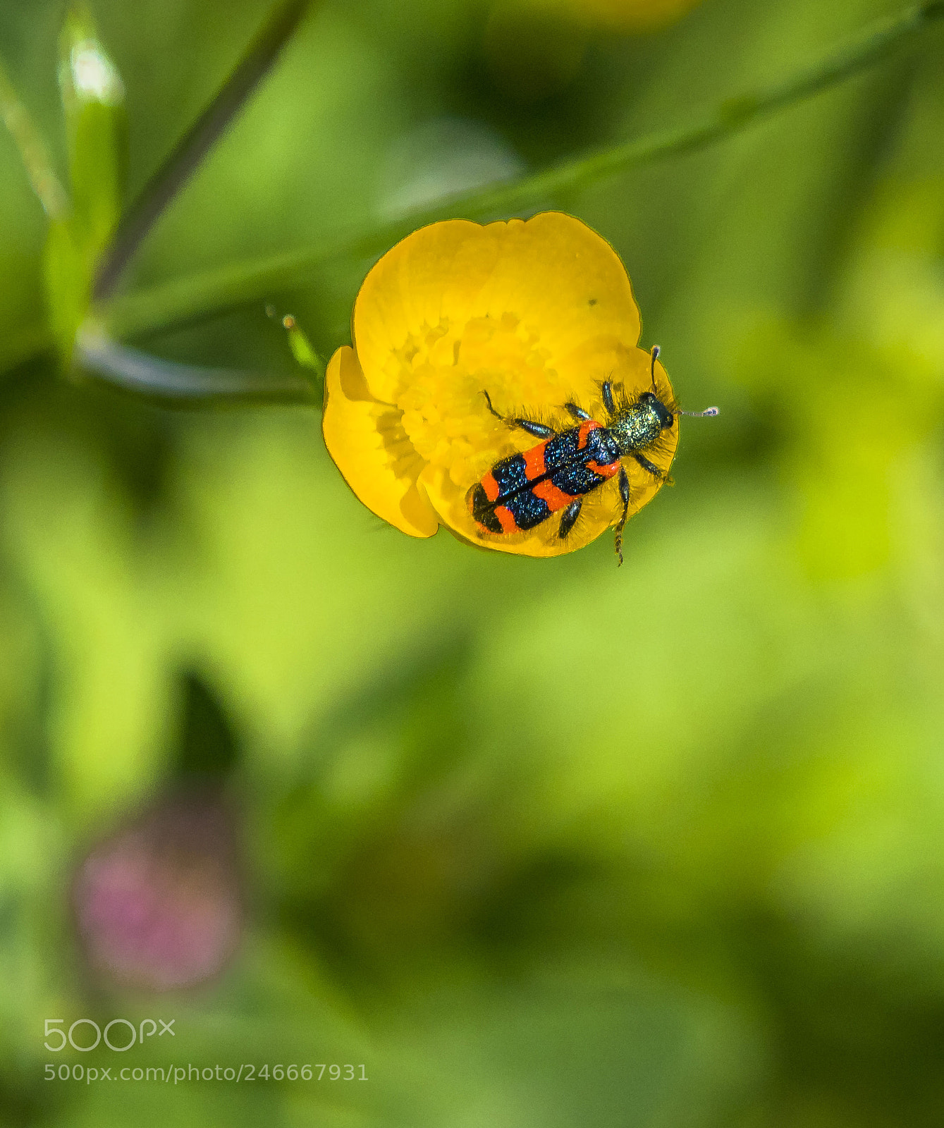 Canon EOS 7D Mark II sample photo. Ranunculus montanus photography