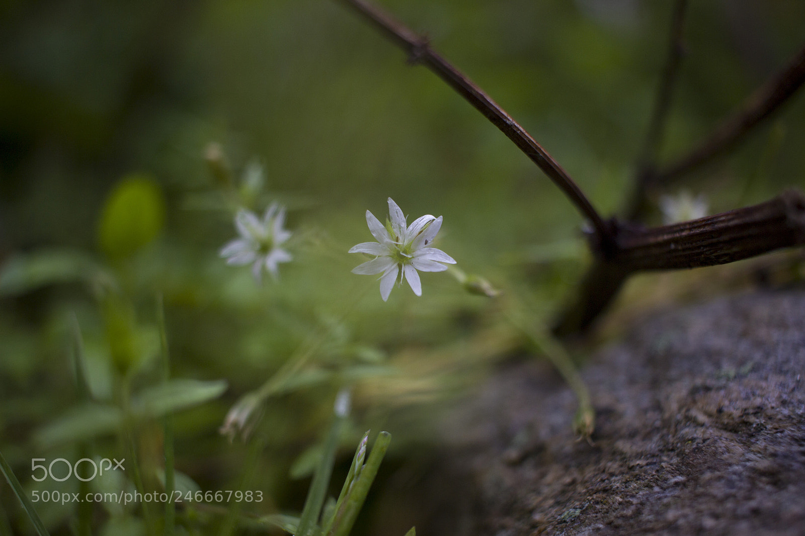 Canon EOS 600D (Rebel EOS T3i / EOS Kiss X5) sample photo. White star photography