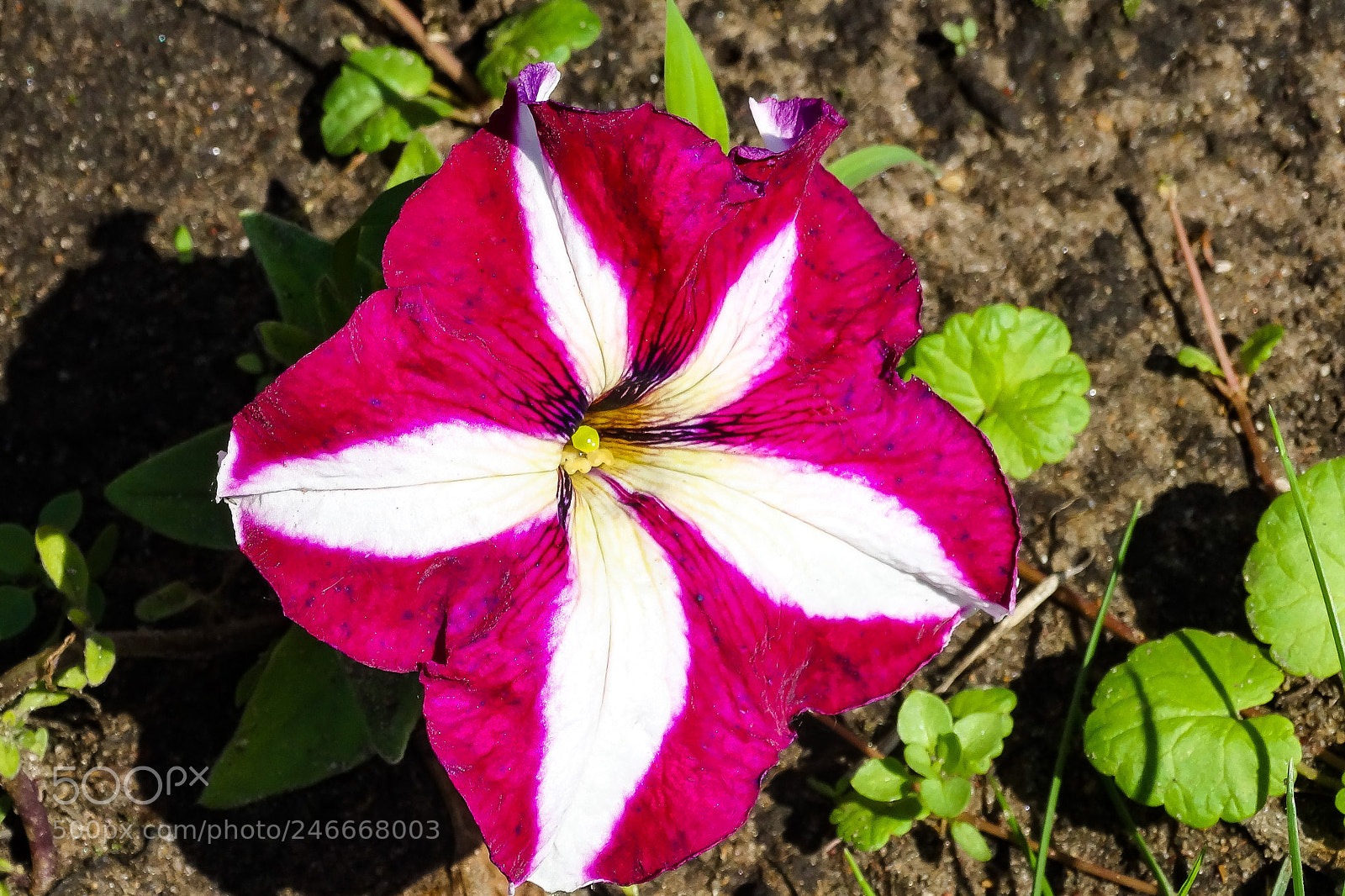 Sony Cyber-shot DSC-HX300 sample photo. Openness and transparency photography
