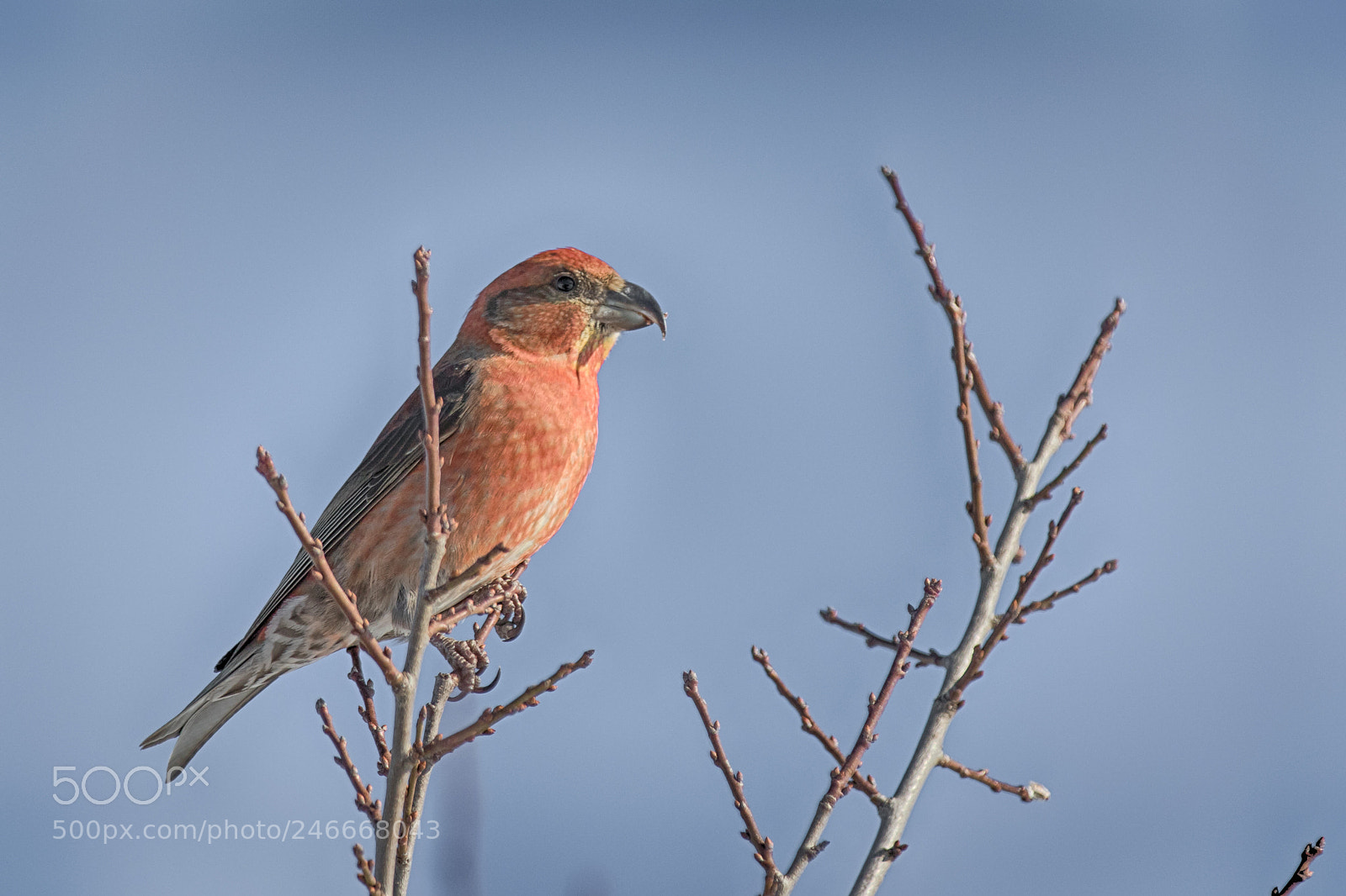 Canon EOS 7D Mark II sample photo. Red crossbill male photography