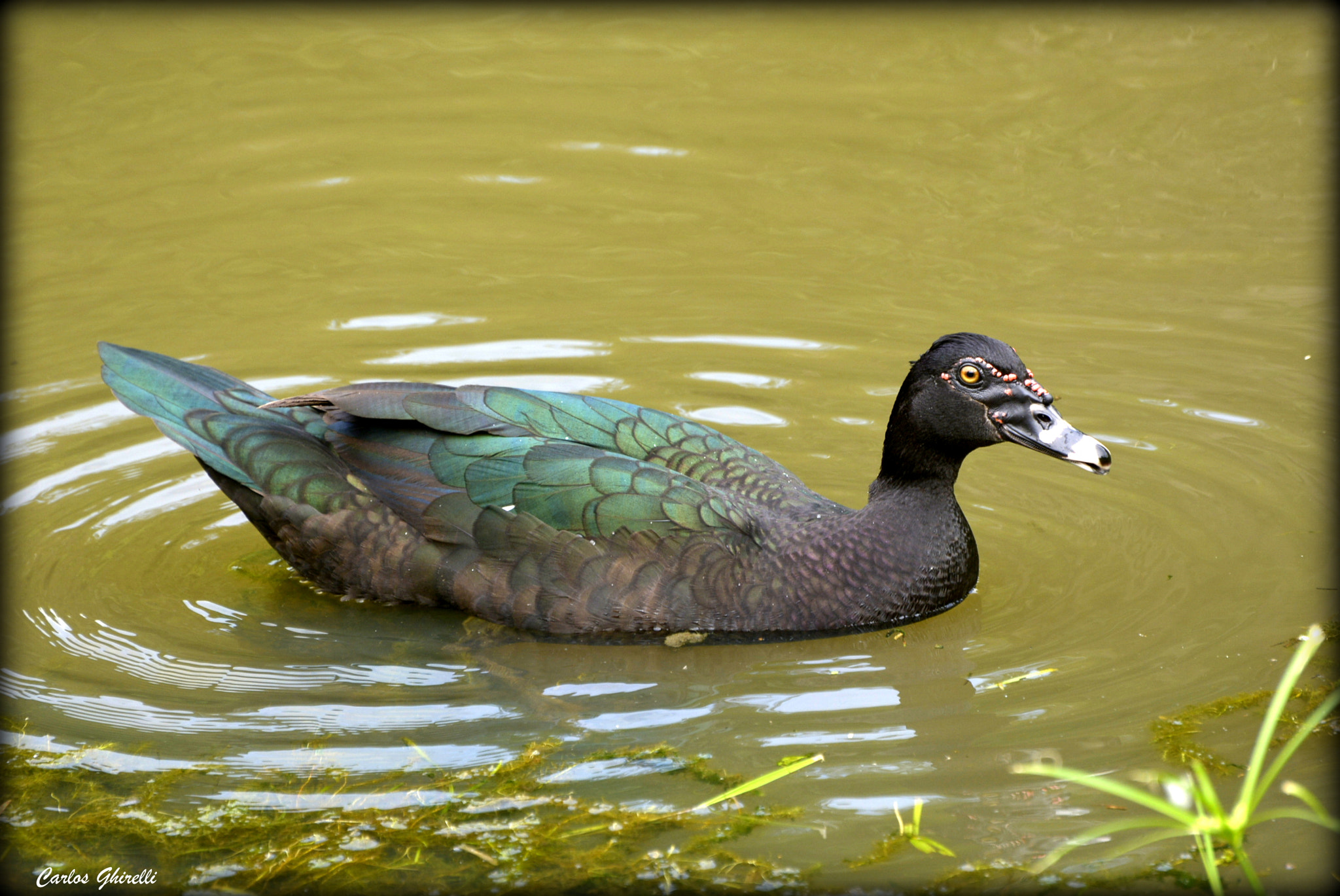 Nikon D5200 sample photo. Birds of brazil- pato do mato (cairina moschata), muscovy duck- male. photography
