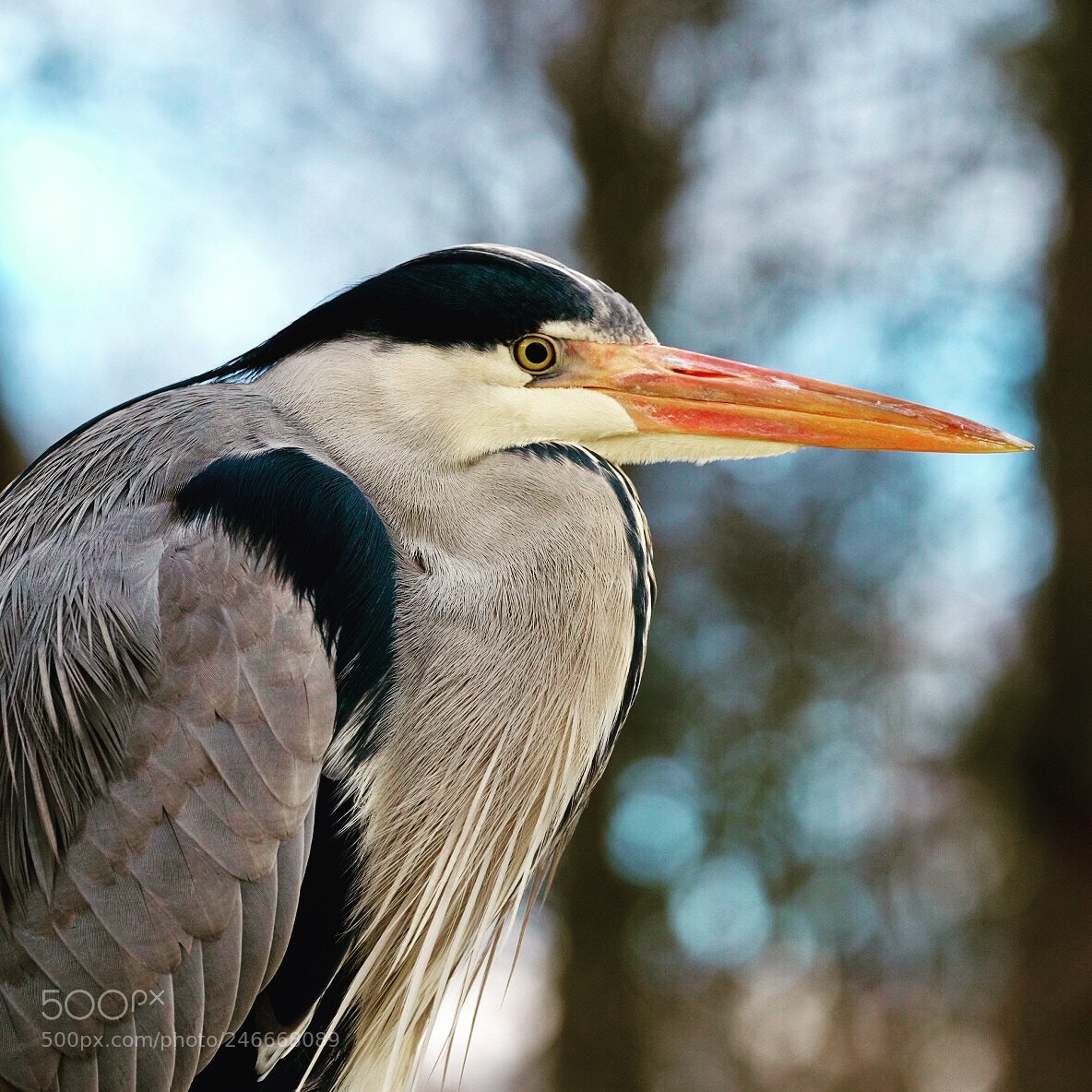Fujifilm X-T1 sample photo. Heron in frederiksberg garden photography