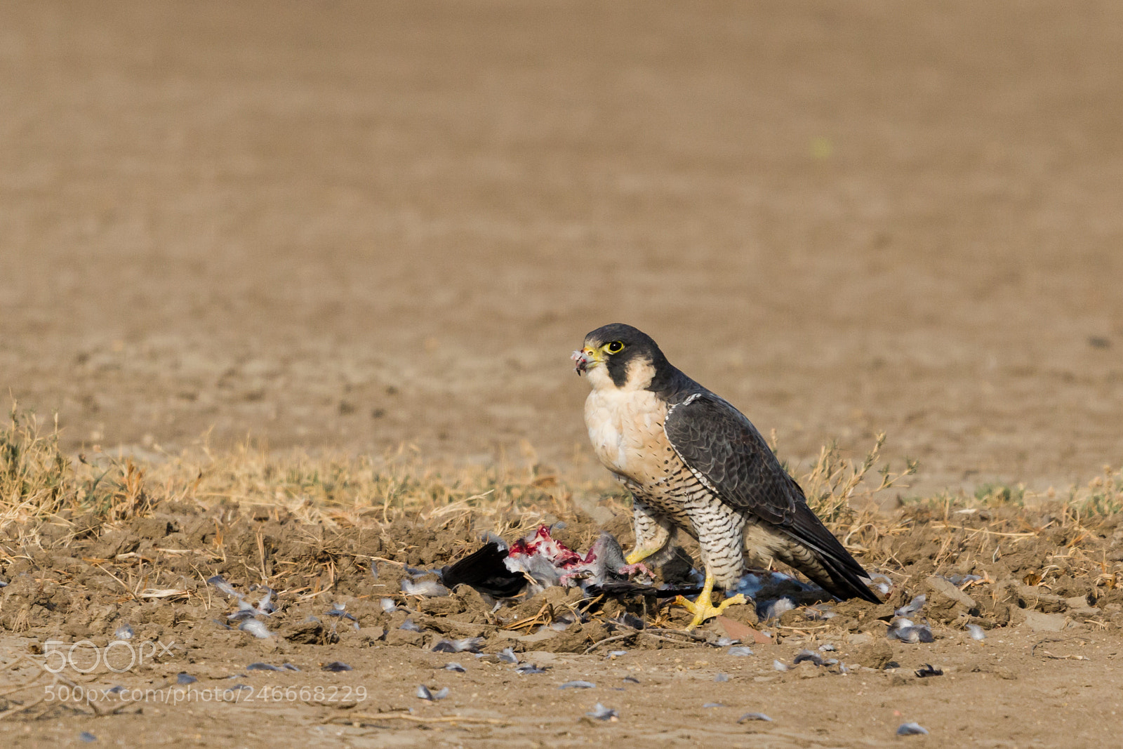 Nikon D5100 sample photo. World's fastest killer bird photography