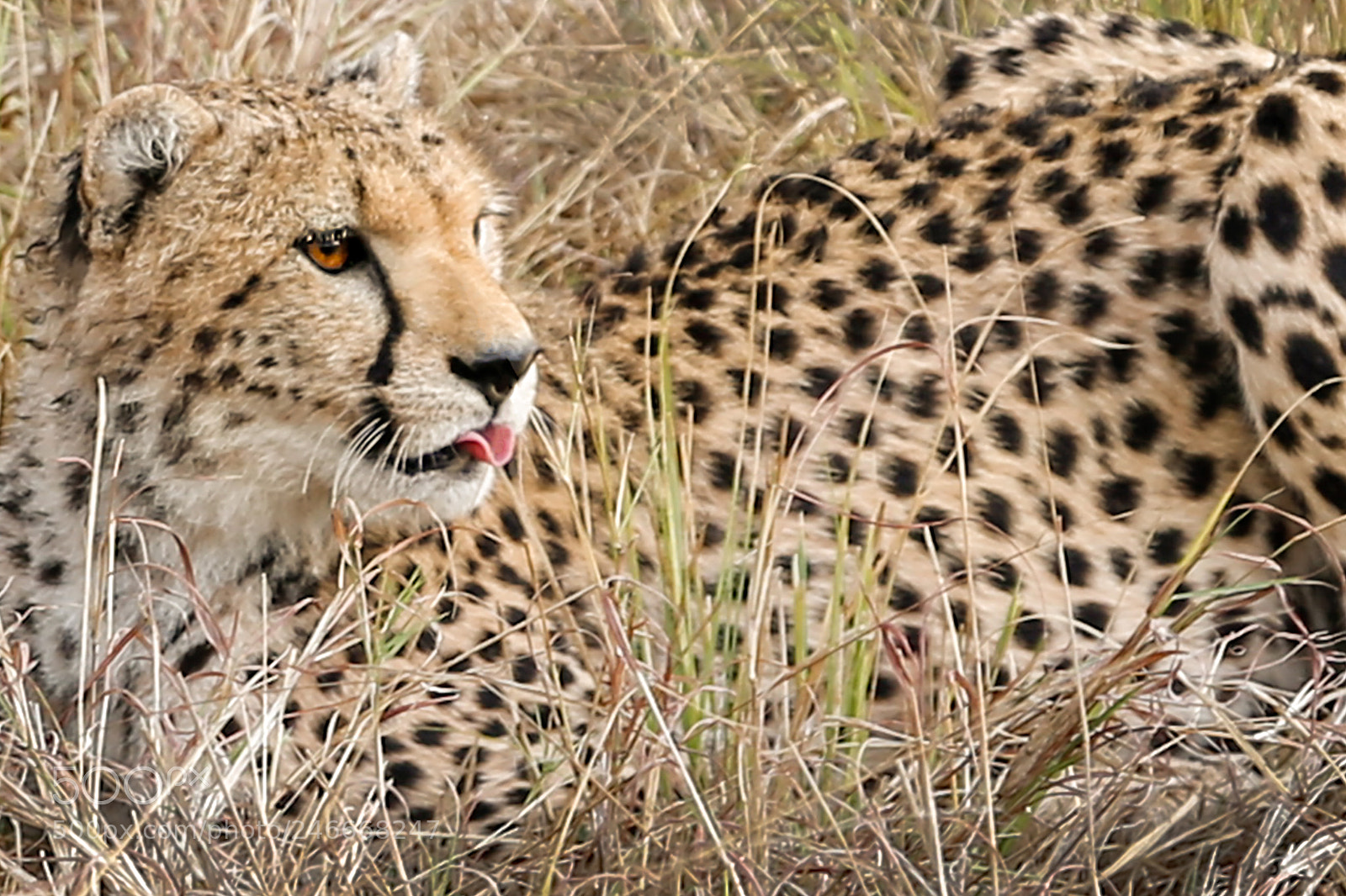 Canon EOS-1D X sample photo. Portrait of a cheetah photography
