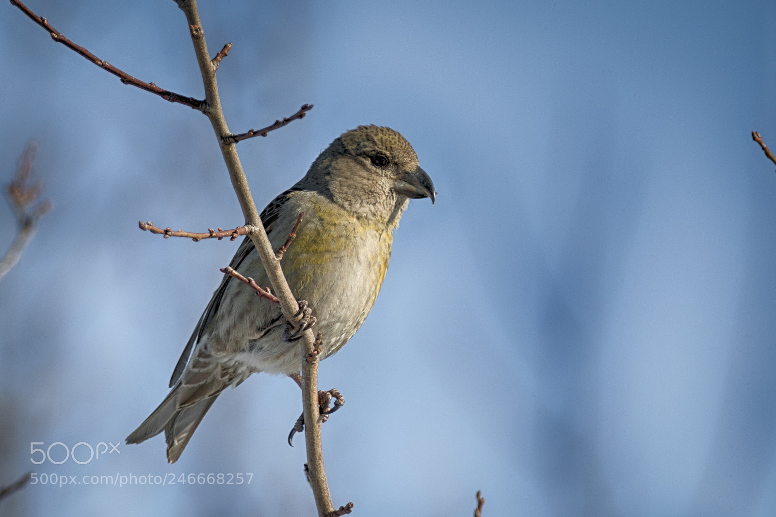 Canon EOS 7D Mark II sample photo. Red crossbill female photography