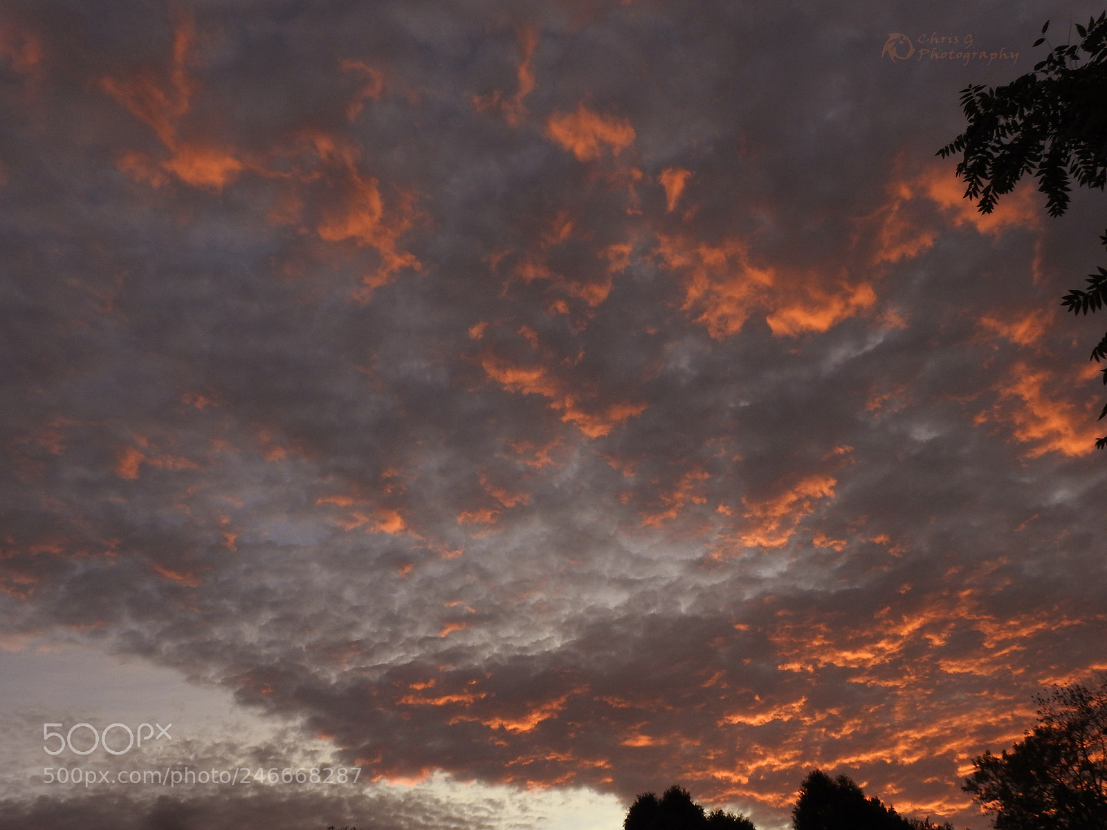 Nikon Coolpix P900 sample photo. Tangerine sunset photography