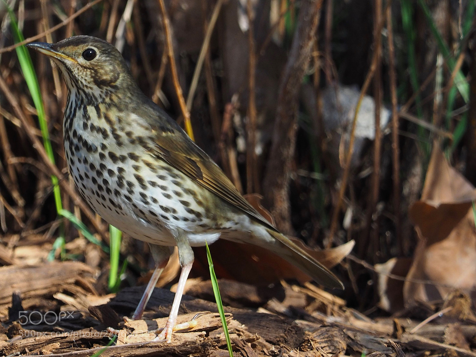 Olympus OM-D E-M1 sample photo. Zorzal com n turdus photography