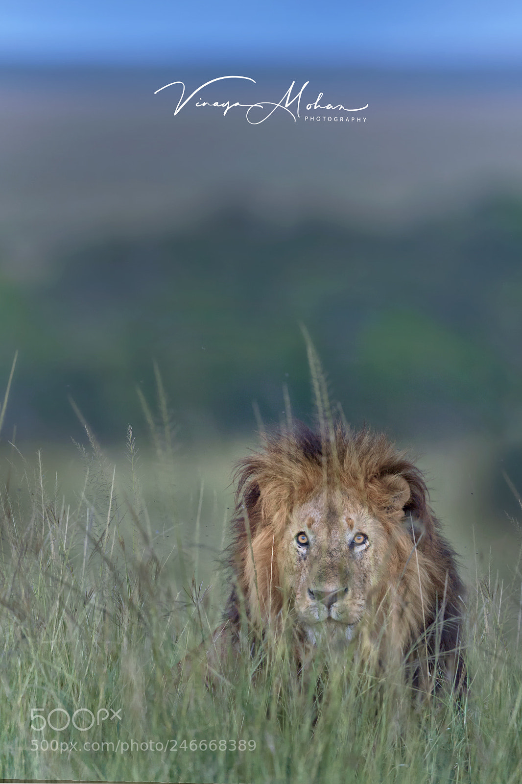 Nikon D5 sample photo. Lion king photography