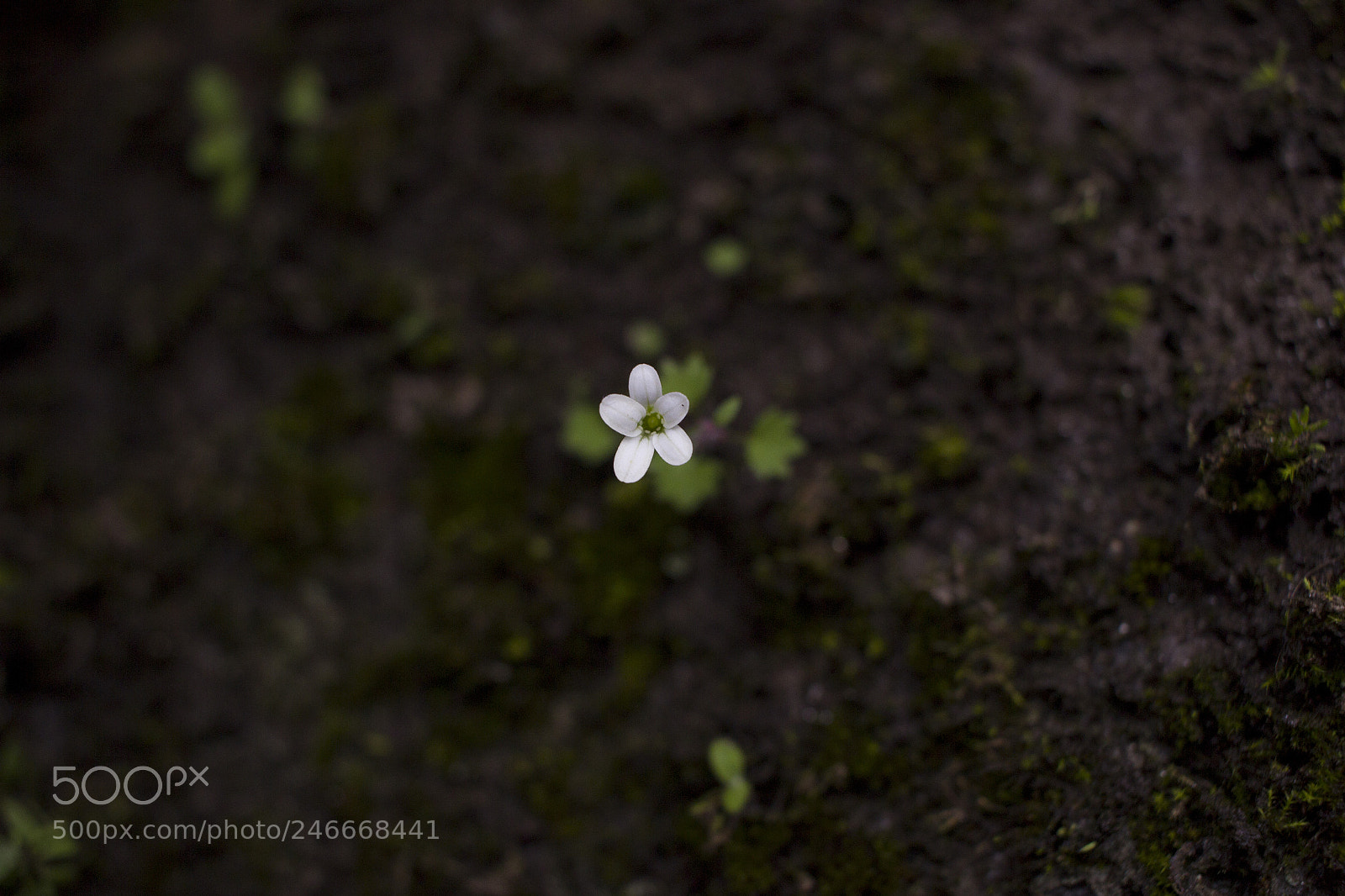 Canon EOS 600D (Rebel EOS T3i / EOS Kiss X5) sample photo. Little flower photography