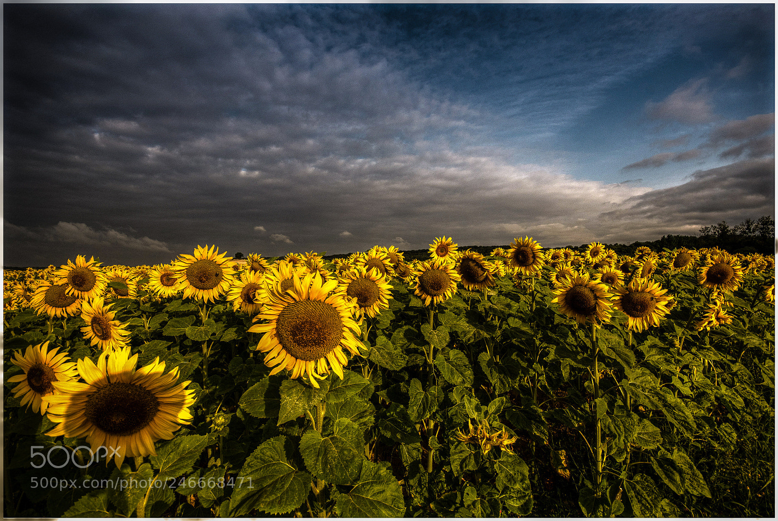 Nikon D810 sample photo. Children of the sun photography