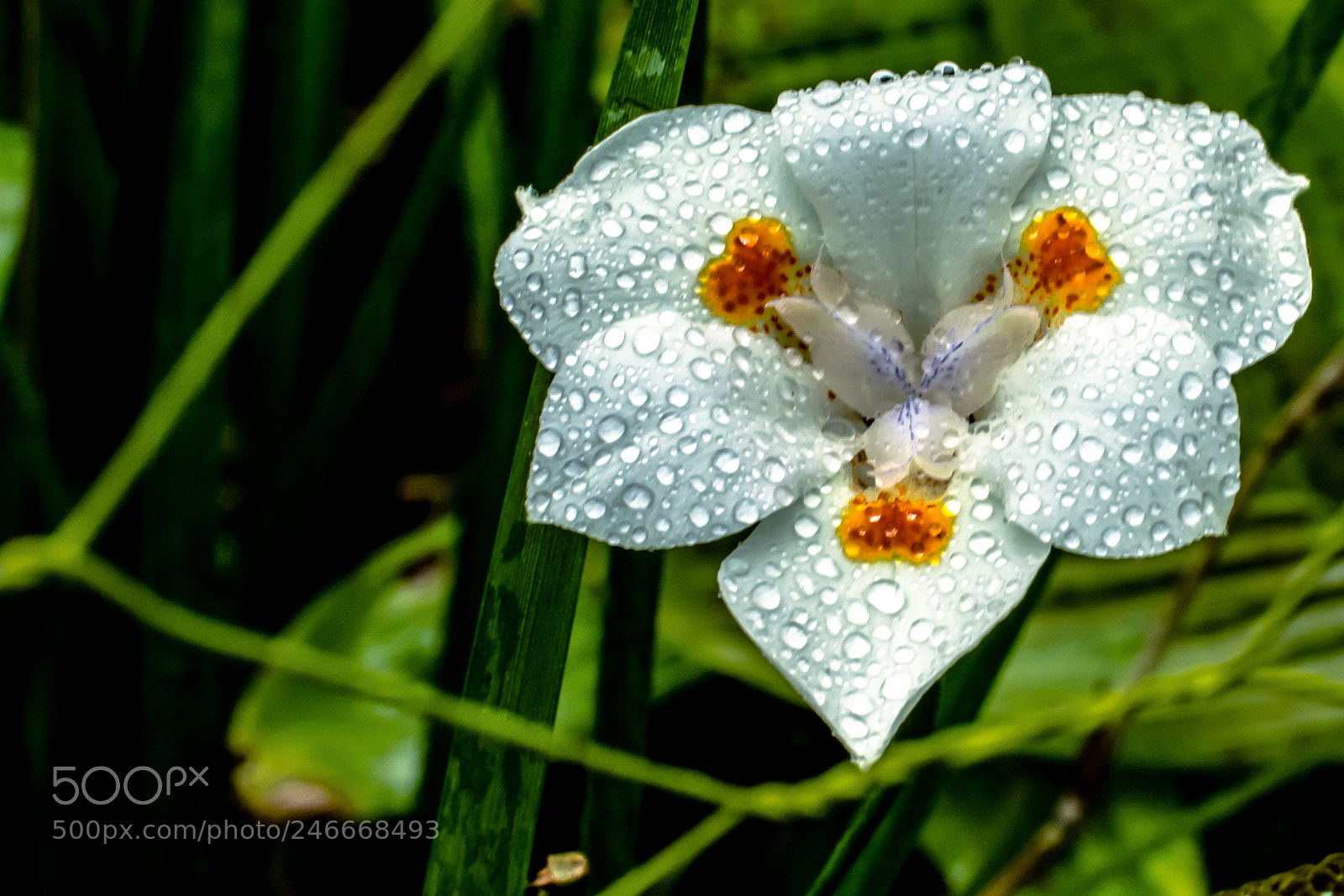 Nikon D7200 sample photo. Gotas en los p photography