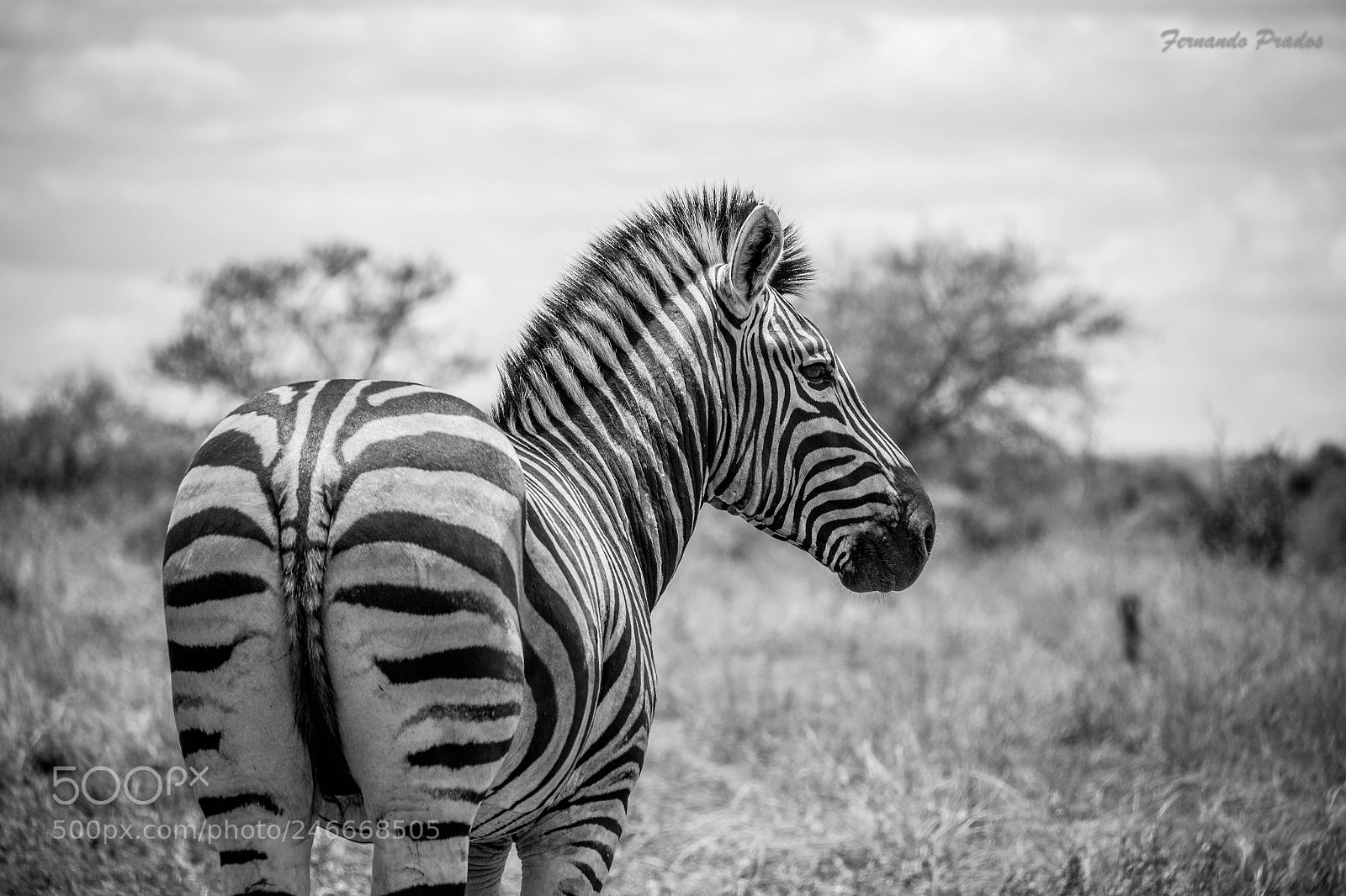 Canon EOS 700D (EOS Rebel T5i / EOS Kiss X7i) sample photo. Zebra (equus quagga) photography