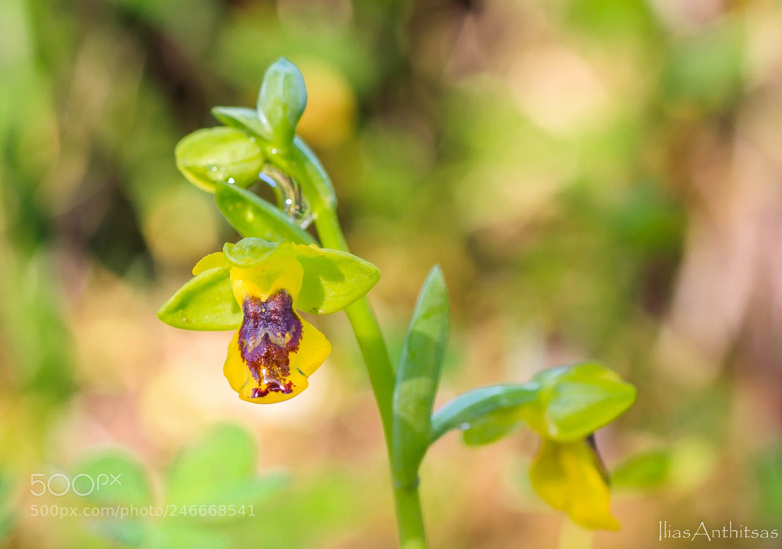 Canon EOS 550D (EOS Rebel T2i / EOS Kiss X4) sample photo. Ophrys phryganae photography