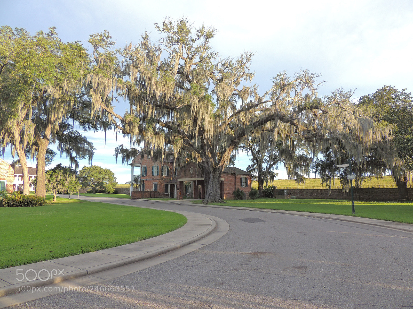 Nikon Coolpix P510 sample photo. Majestic oaks photography