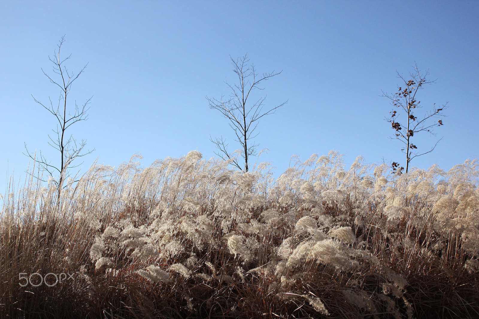 Canon EOS 550D (EOS Rebel T2i / EOS Kiss X4) + Canon EF-S 18-55mm F3.5-5.6 IS STM sample photo. Outdoor beauty photography