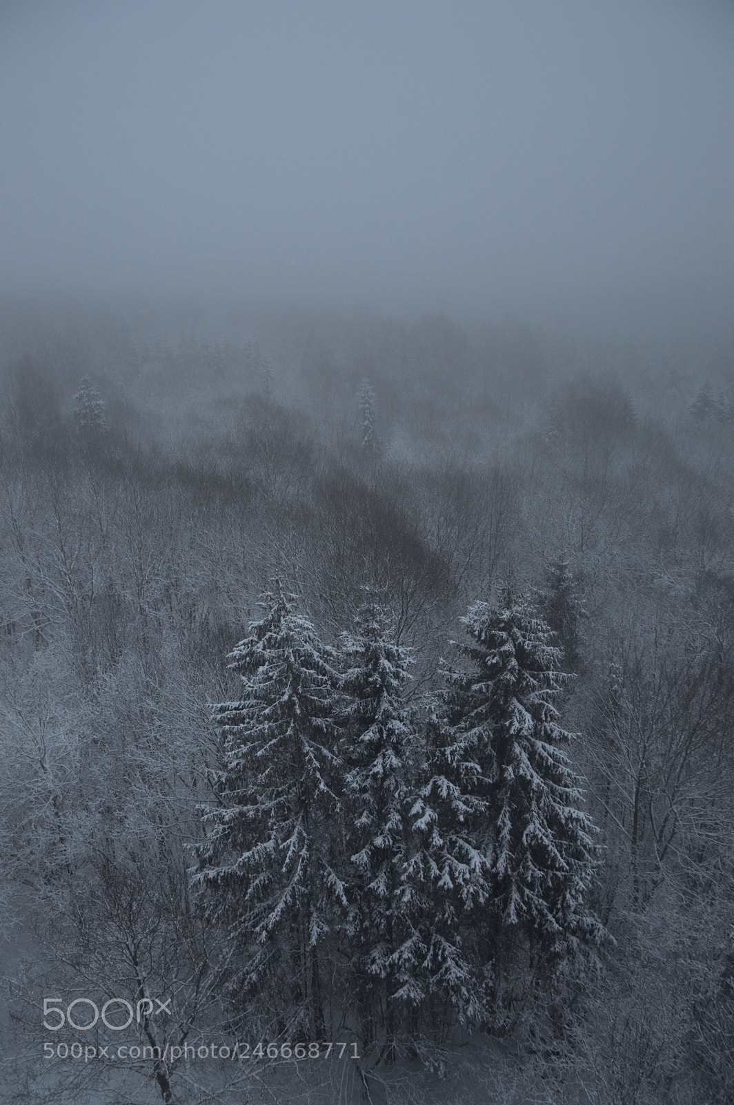 Nikon D3200 sample photo. K lm v i photography