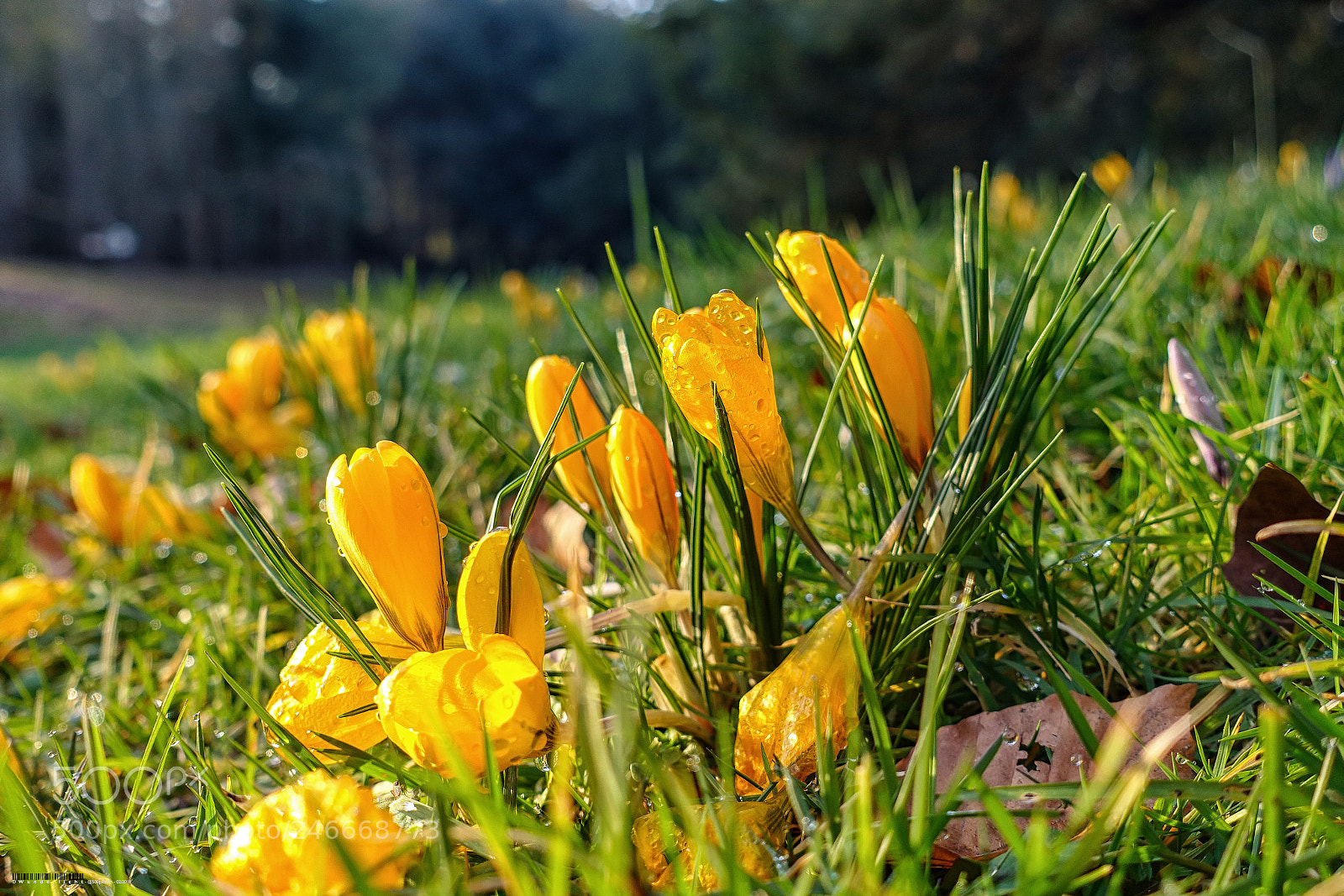 Sony Cyber-shot DSC-RX100 III sample photo. Crocus photography
