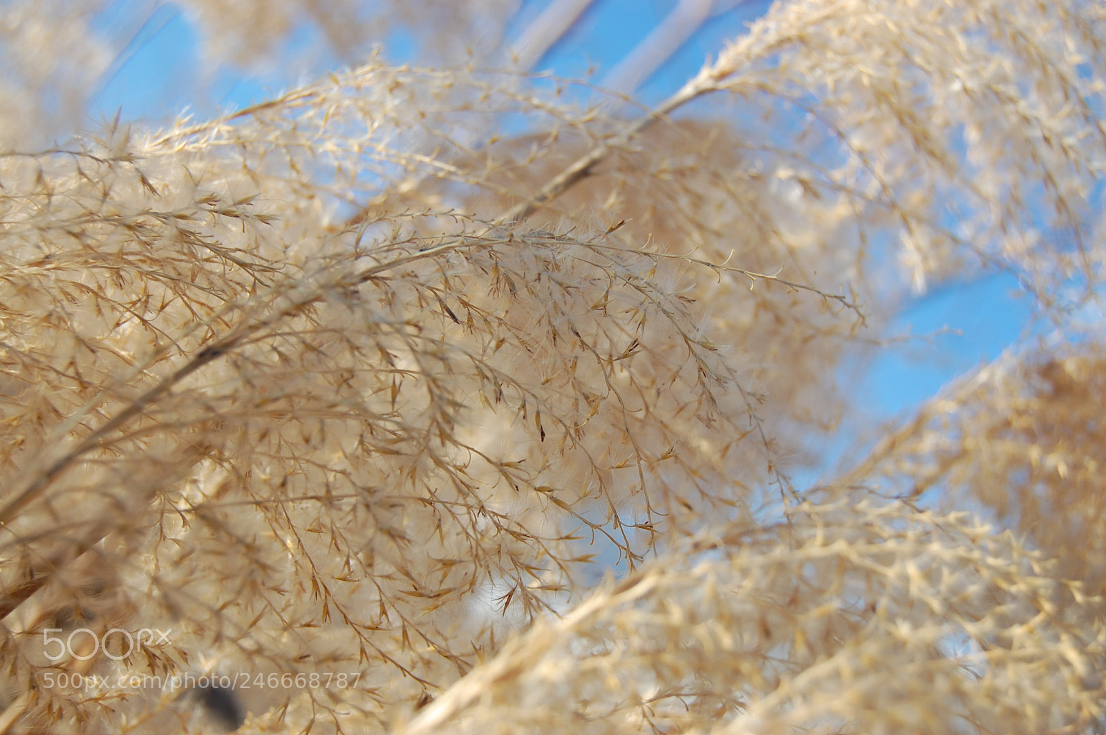 Nikon D40 sample photo. Flowing in the wind photography