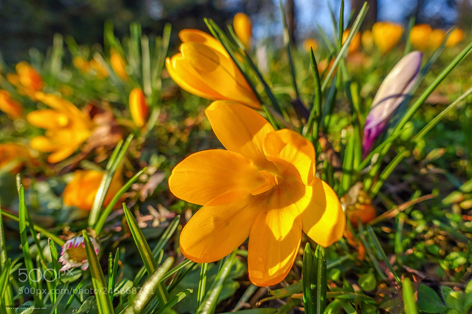 Sony Cyber-shot DSC-RX100 III sample photo. Crocus ii photography