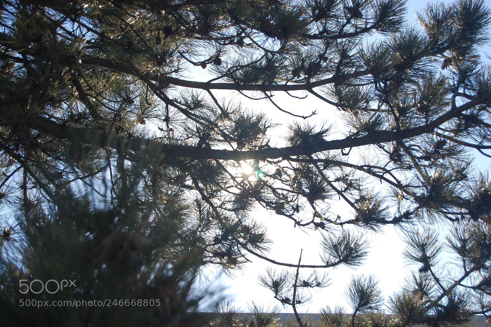 Nikon D40 sample photo. Fine pine photography