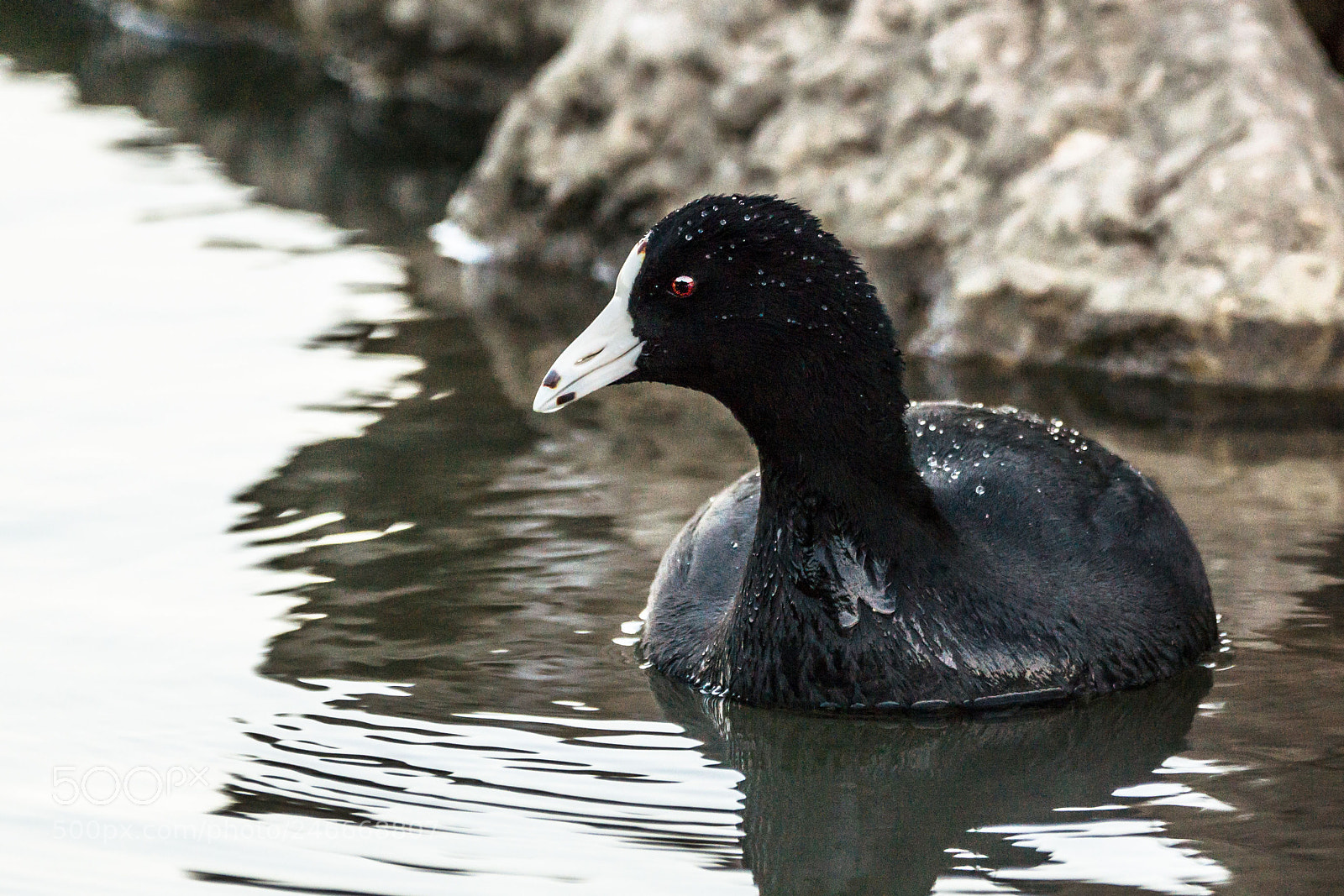 Sony SLT-A77 sample photo. Black feathered photography