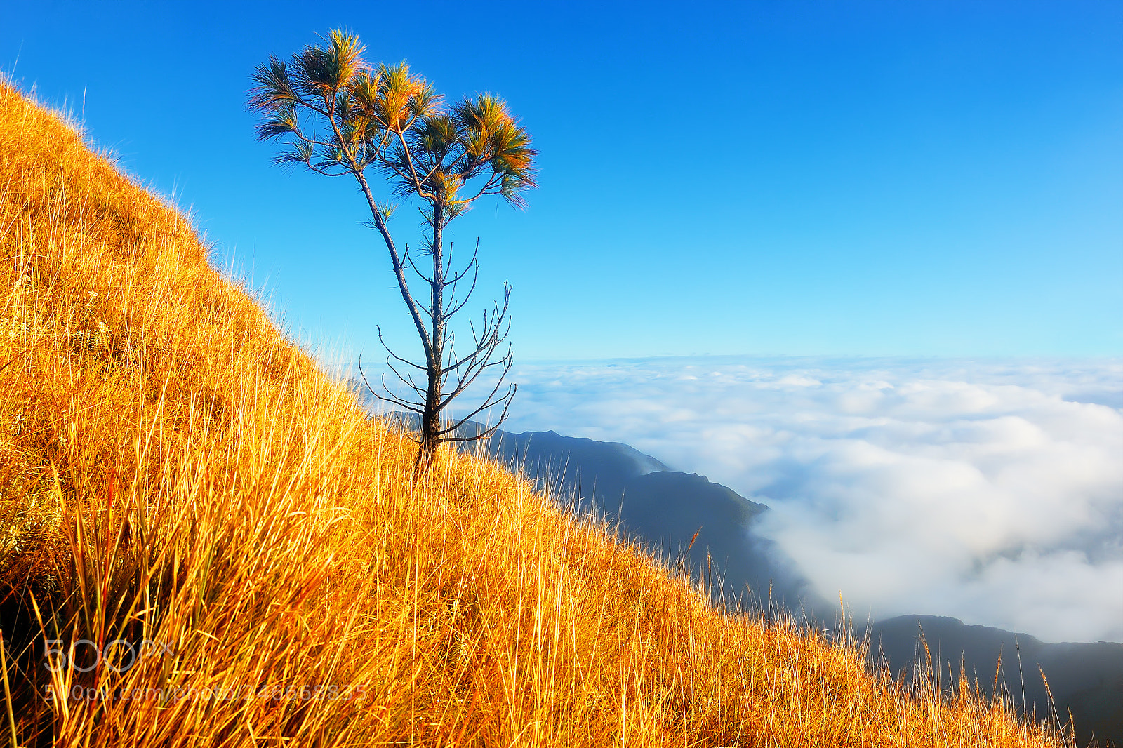 Nikon D80 sample photo. Lone tree photography