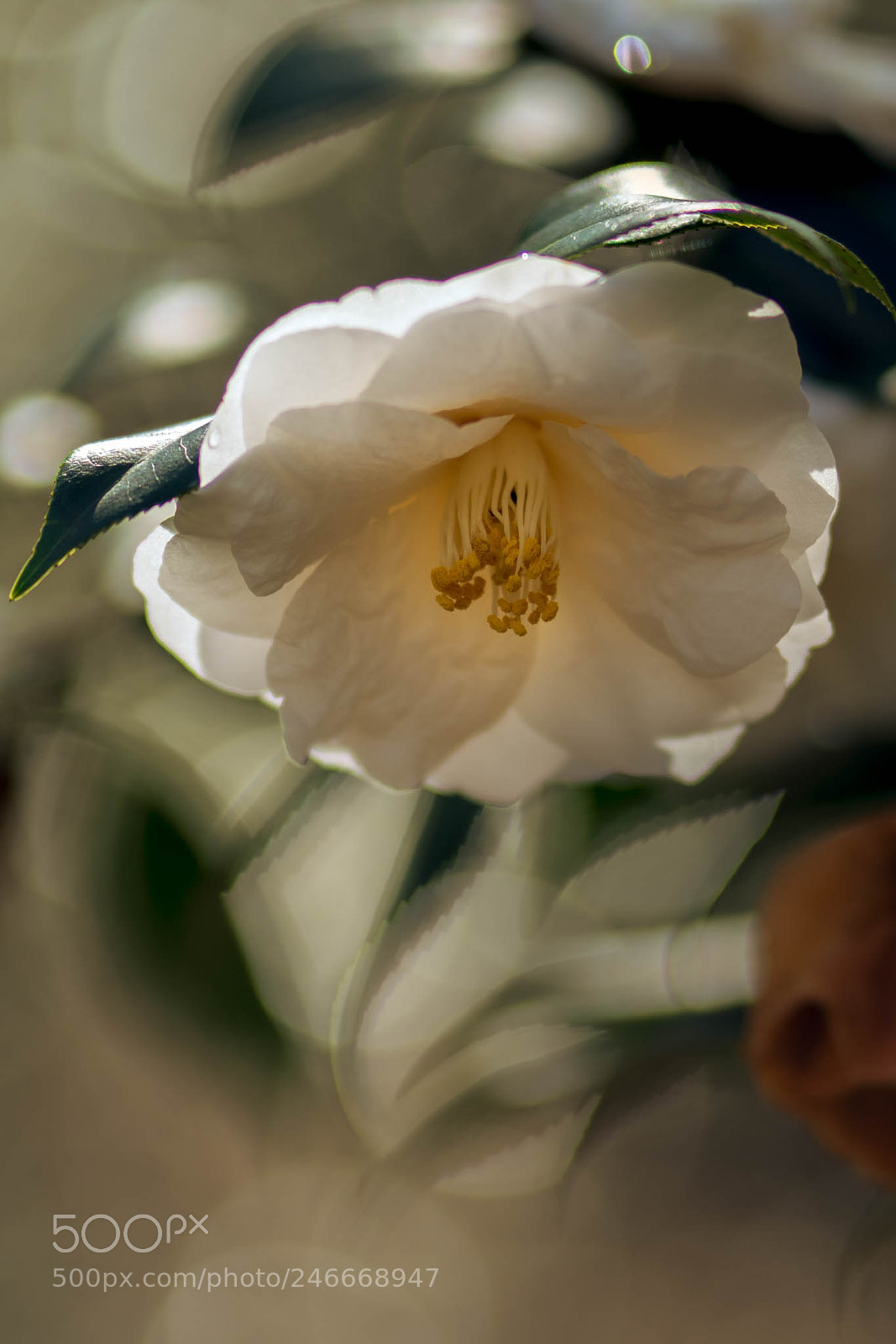 Sony a7R II sample photo. Camellia in bloom photography