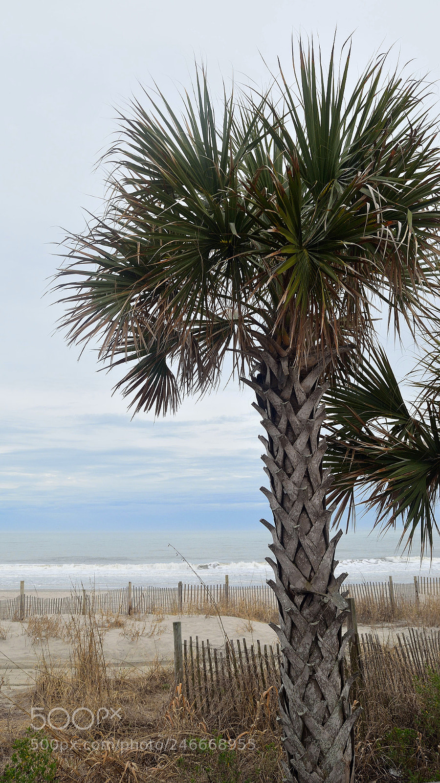 Nikon D5100 sample photo. Palm ovecast photography