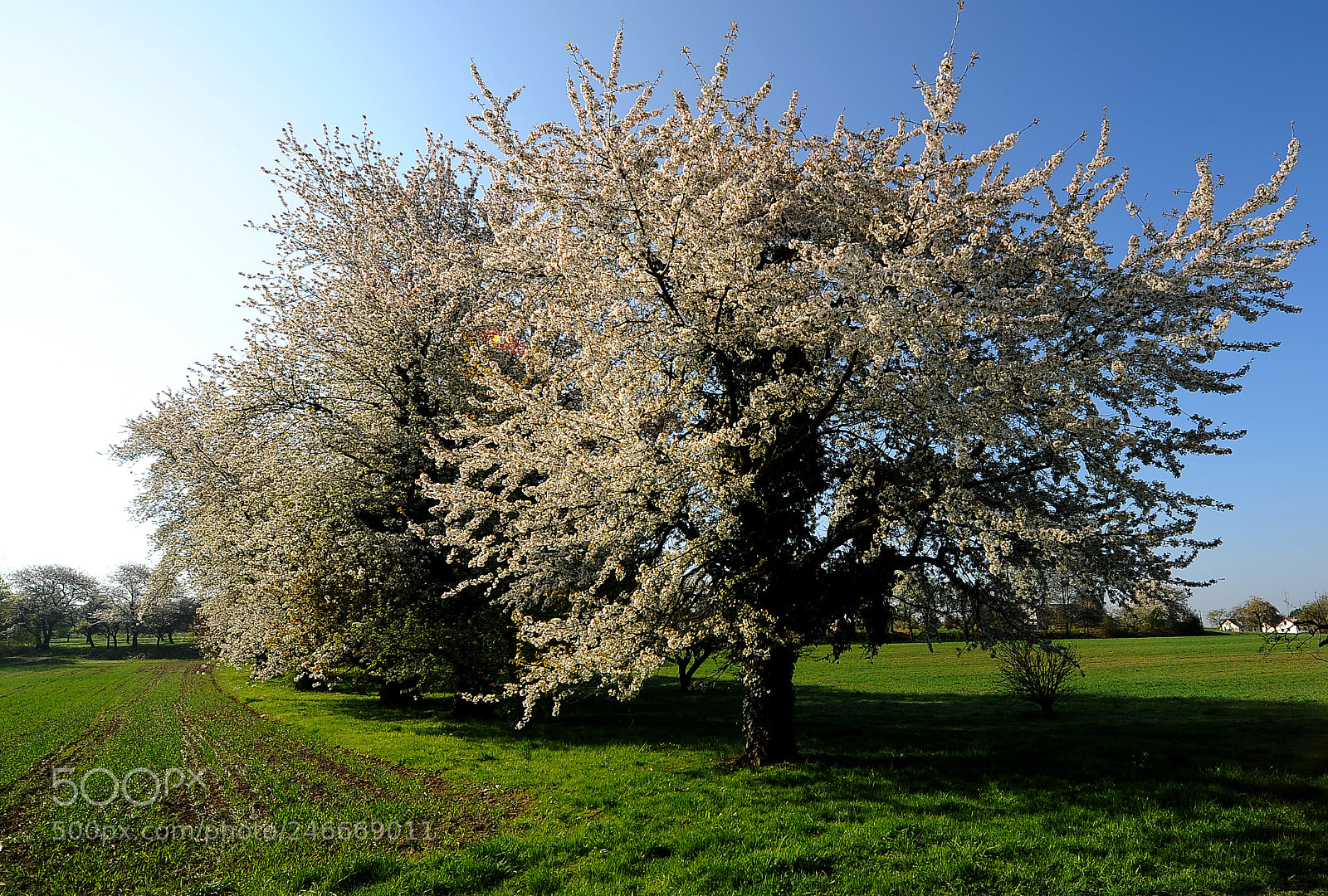 Nikon D700 sample photo. "casting for spring" photography