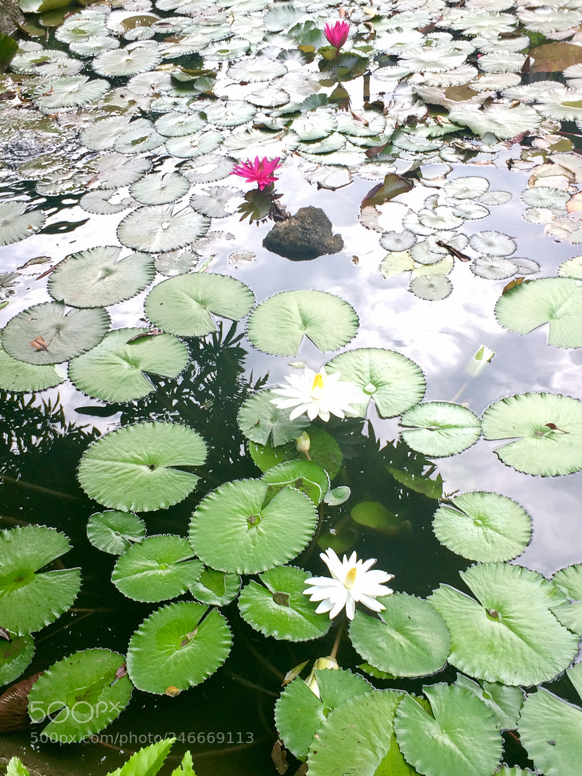 Apple iPhone 5s sample photo. 出於污泥 photography