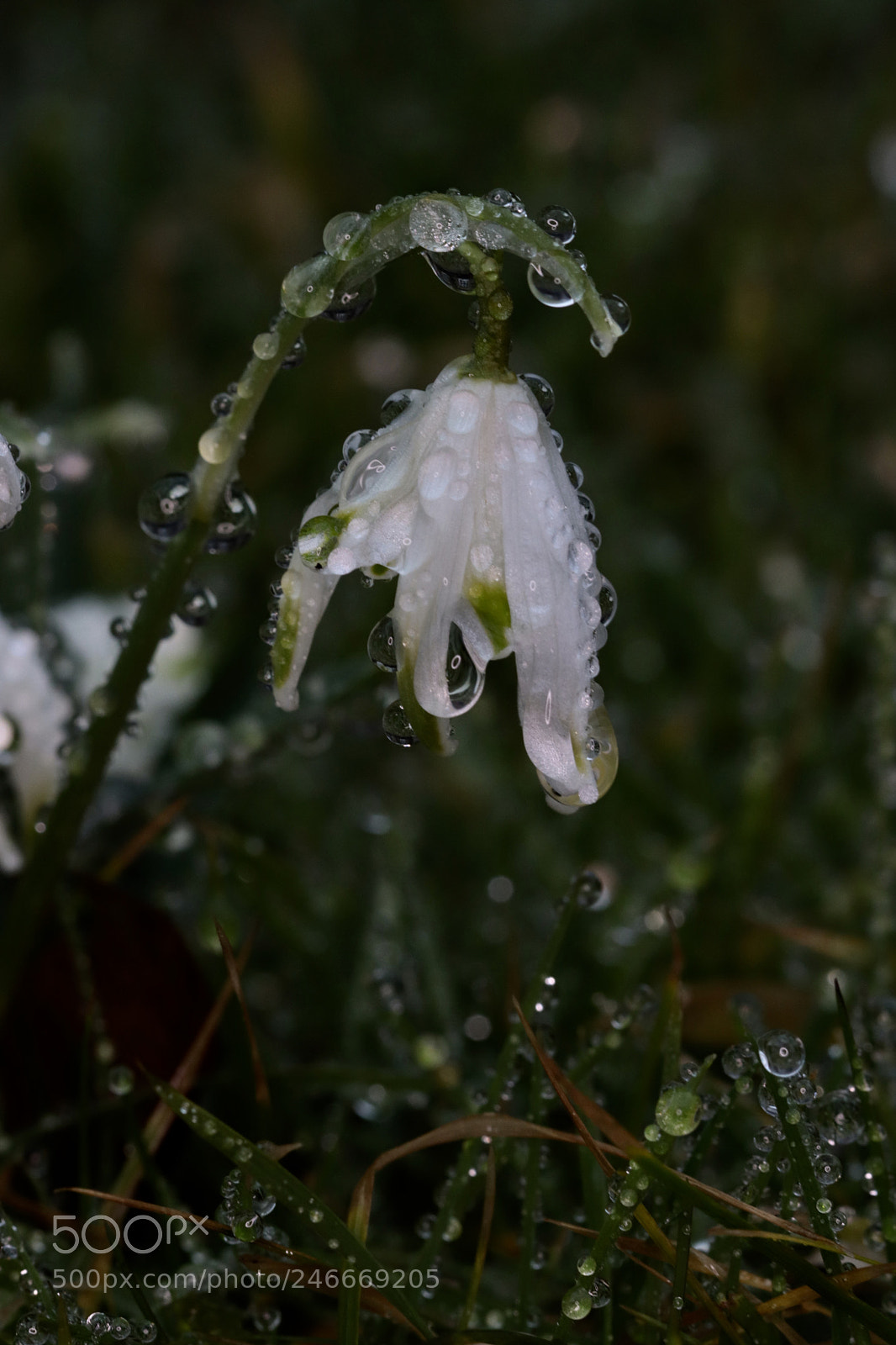 Canon EOS 800D (EOS Rebel T7i / EOS Kiss X9i) sample photo. Rainy day photography