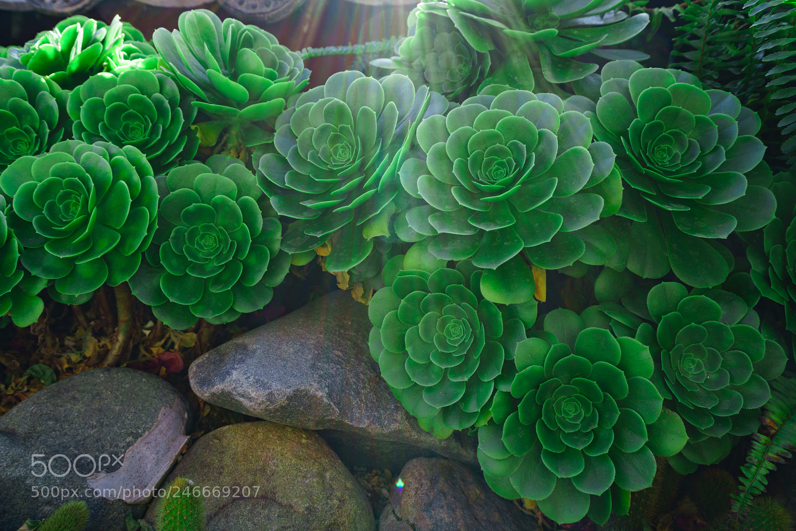 Sony a7R II sample photo. Houseleek（石莲花） photography