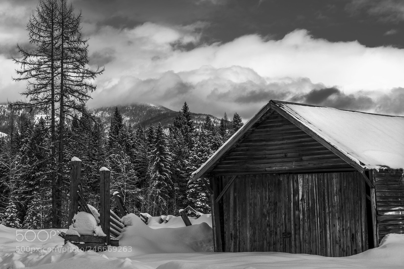 Nikon D5600 sample photo. Snowed in photography