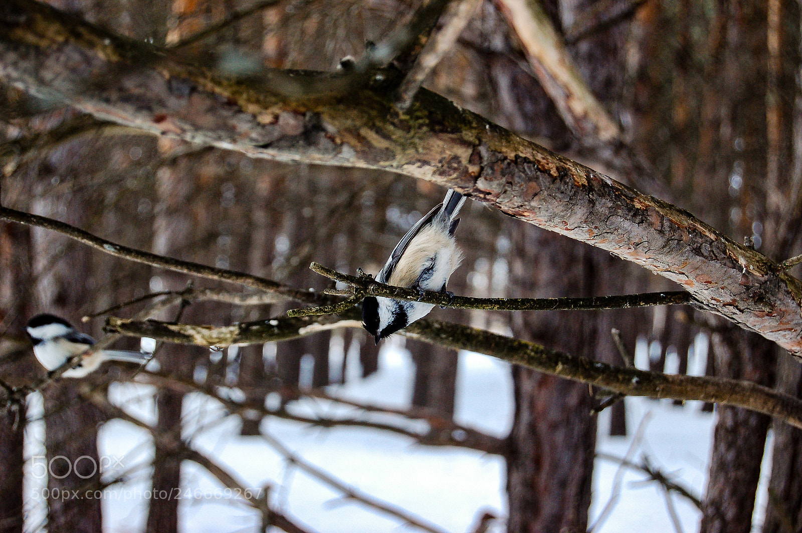 Nikon D50 sample photo. Manitoban wildlife photography