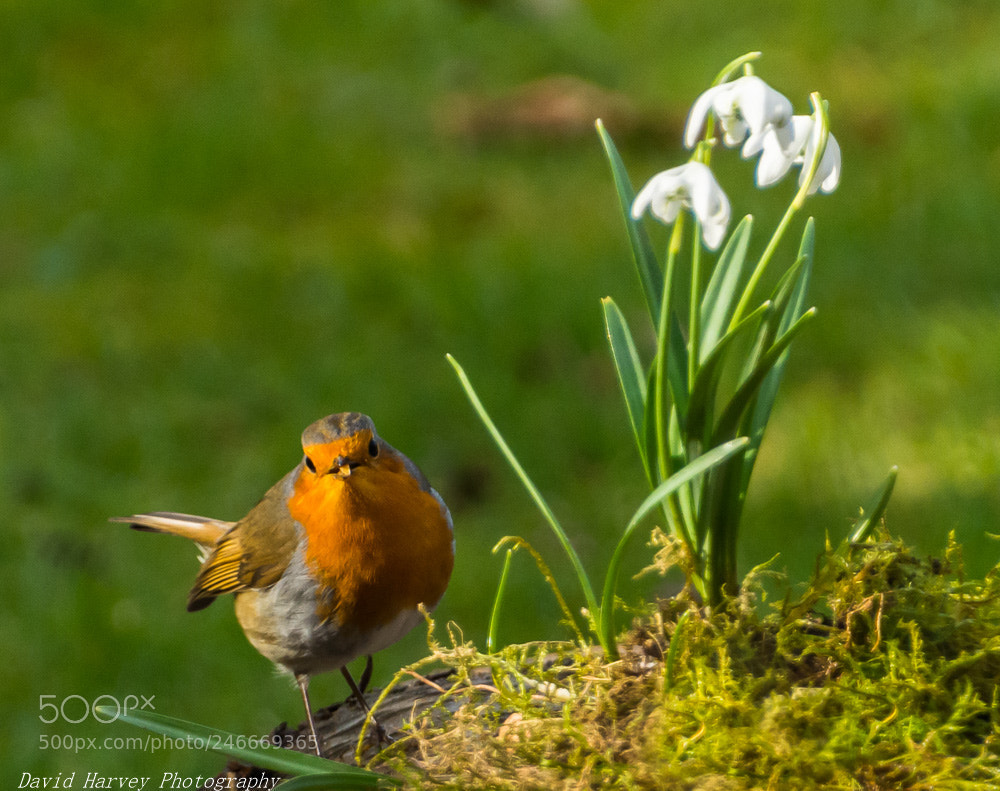 Nikon D7200 sample photo. Robin wanting more food photography