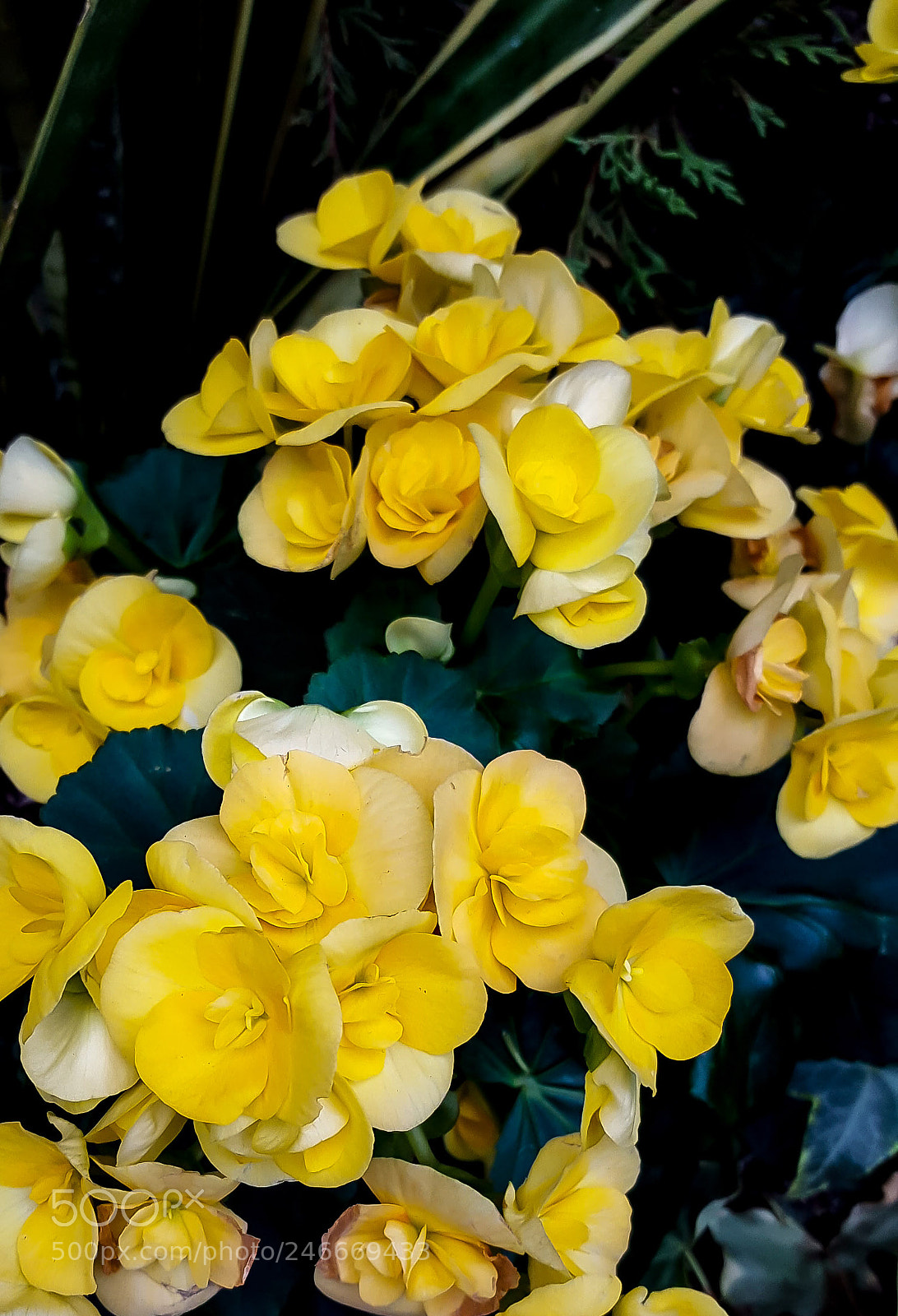 Samsung Galaxy S6 sample photo. Conservatory photography