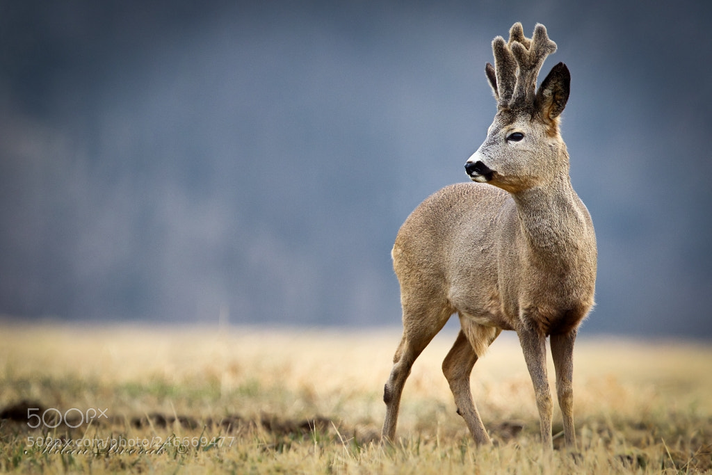 Canon EOS 7D Mark II sample photo. My antlers are still photography