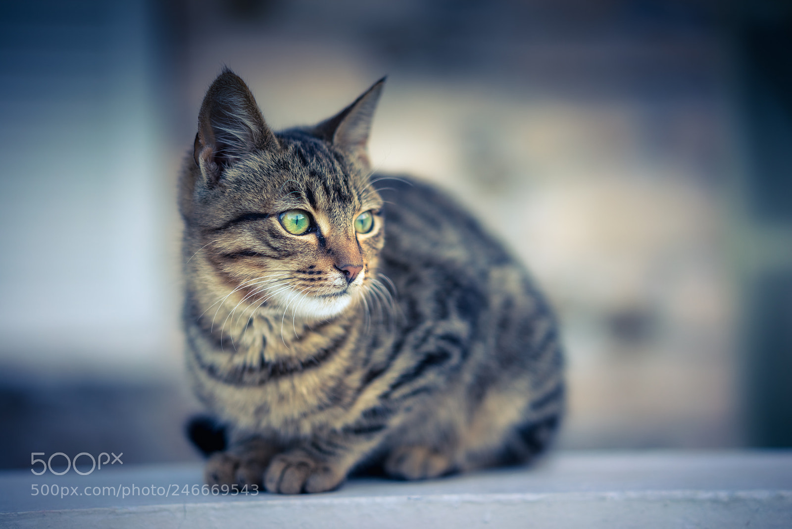 Sony a7R sample photo. Cats of greece photography