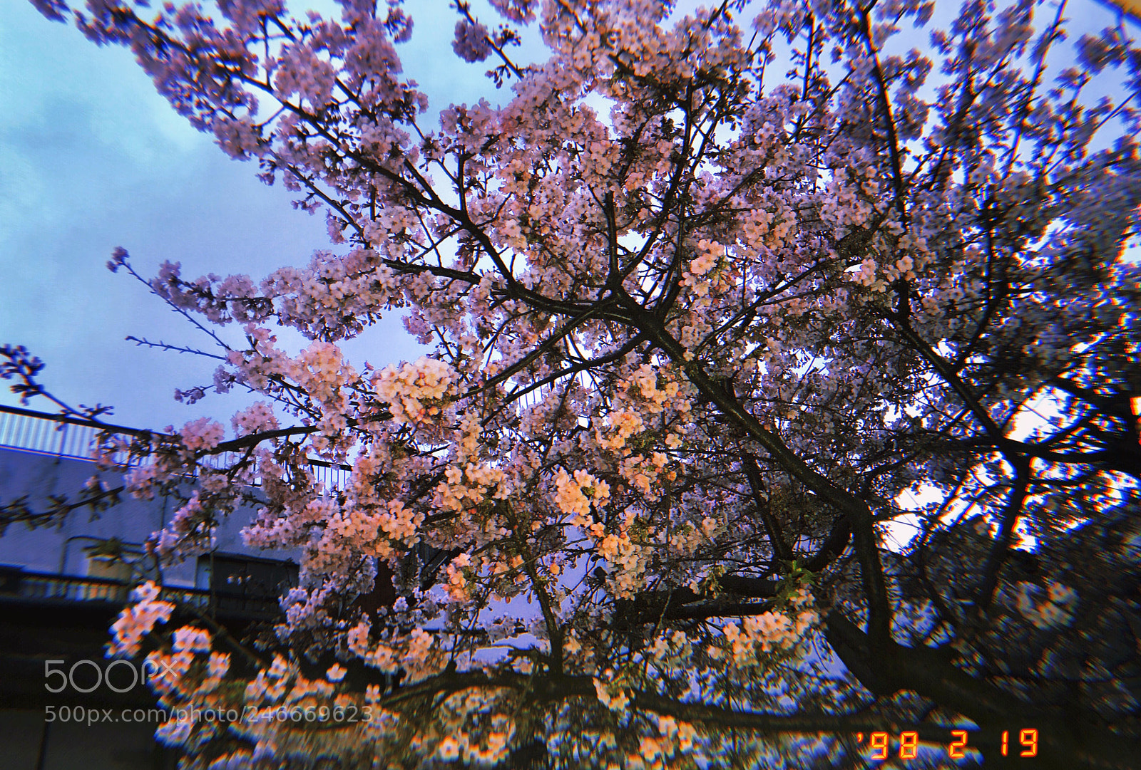 Apple iPhone sample photo. 桜が咲いてるんだよね。 photography