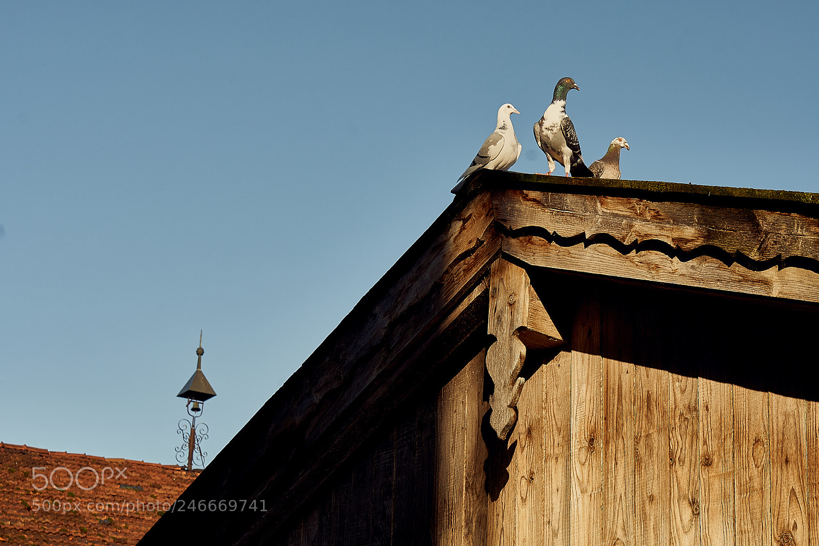 Sony a6500 sample photo. Pigeon or dove on photography