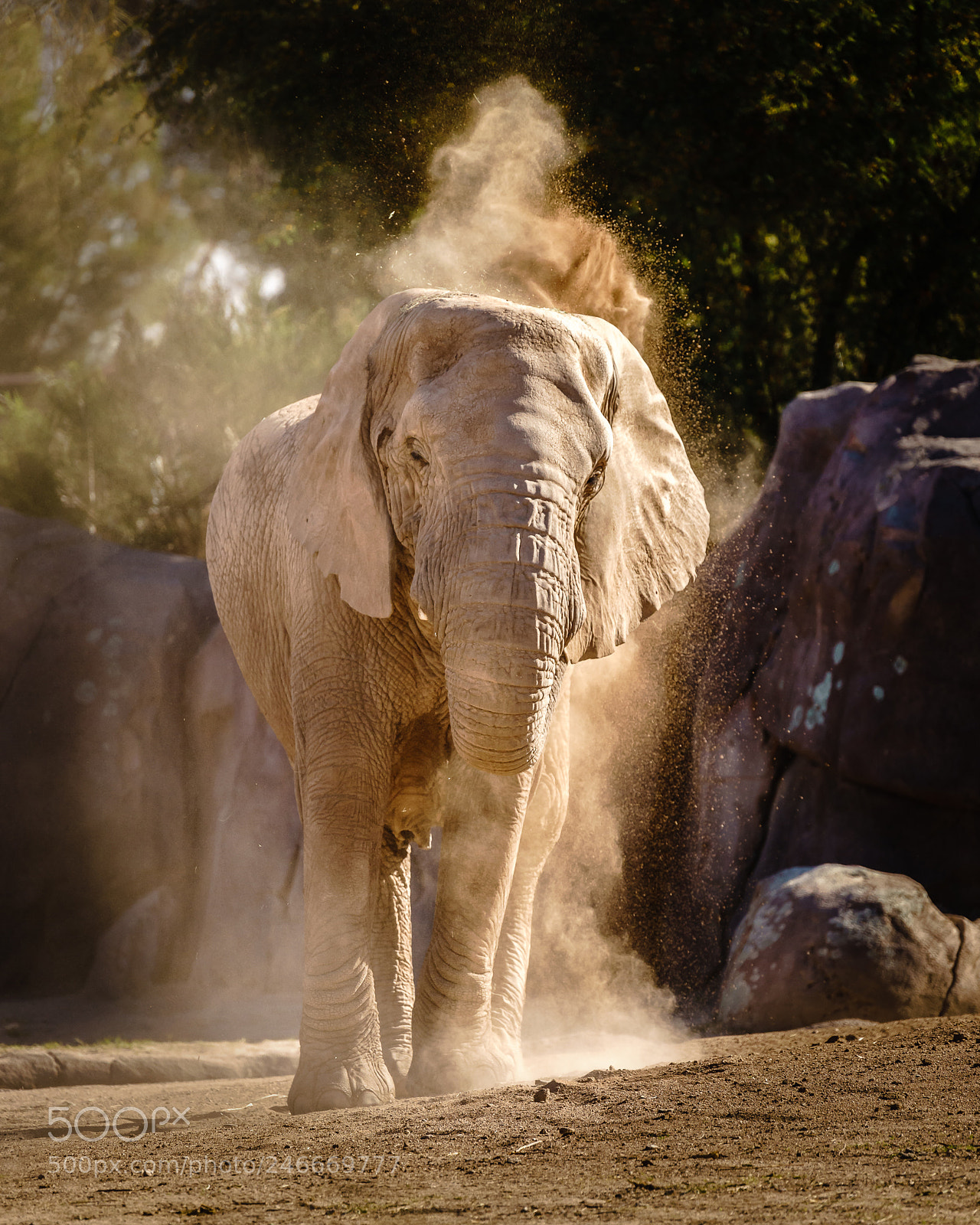 Sony a7 II sample photo. Kicking up dust photography
