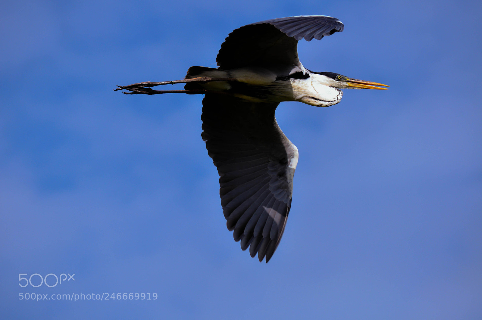 Nikon D5000 sample photo. Garça-moura (ardea cocoi) photography