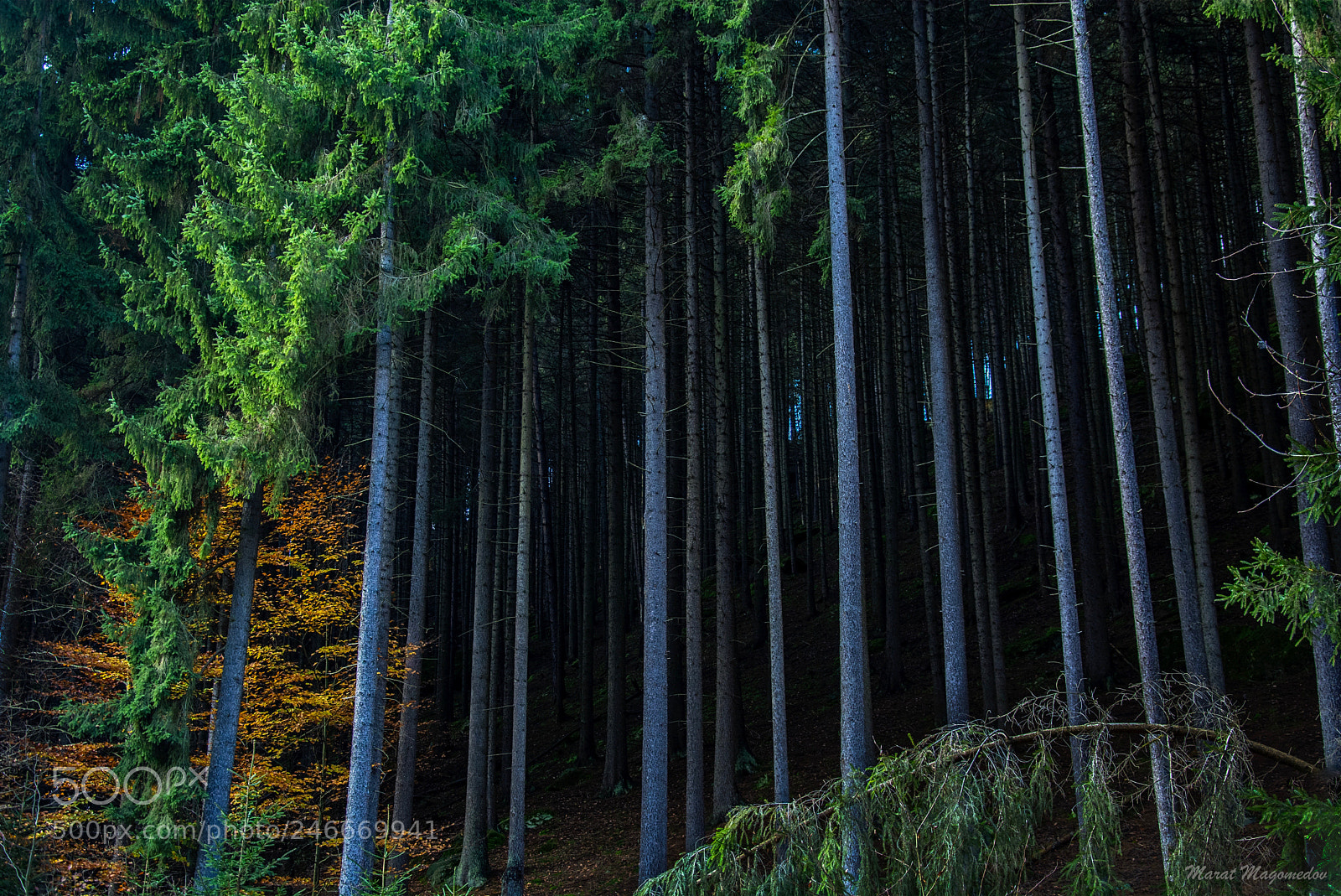 Nikon D7100 sample photo. Forest photography