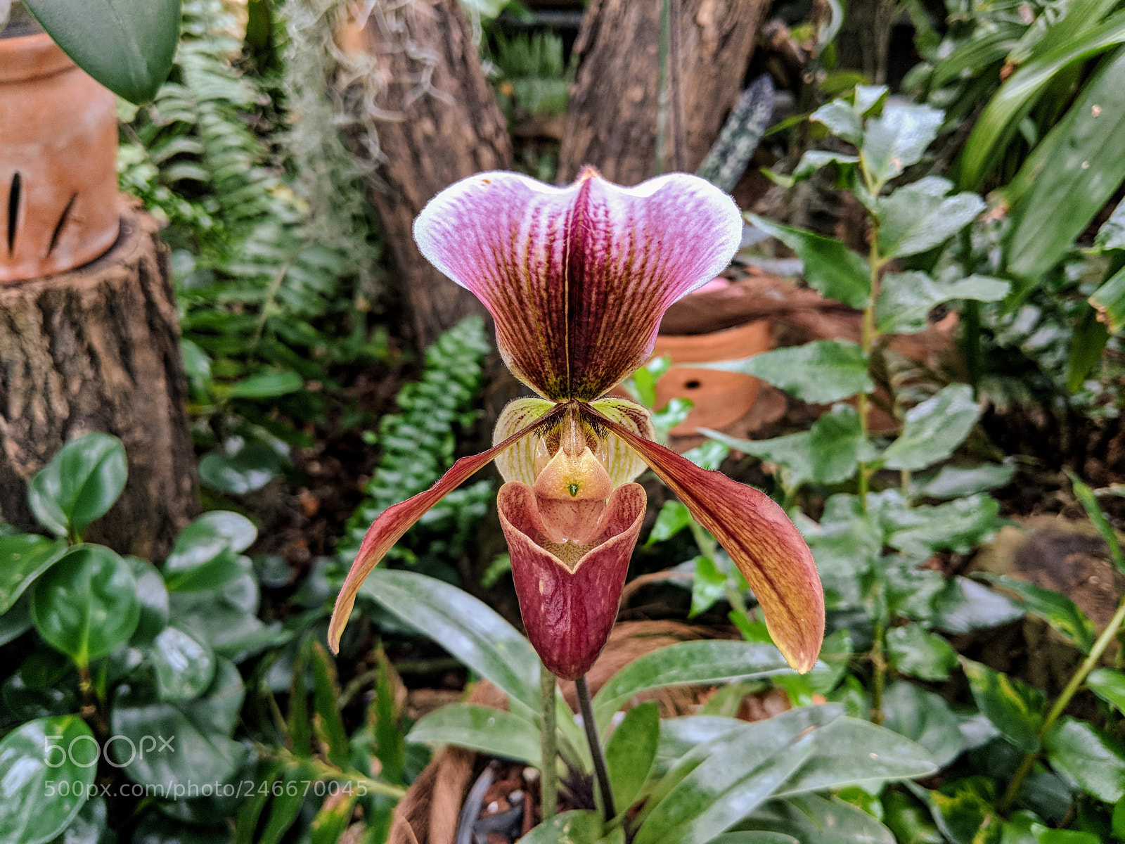 Google Pixel 2 XL sample photo. Untitled photography