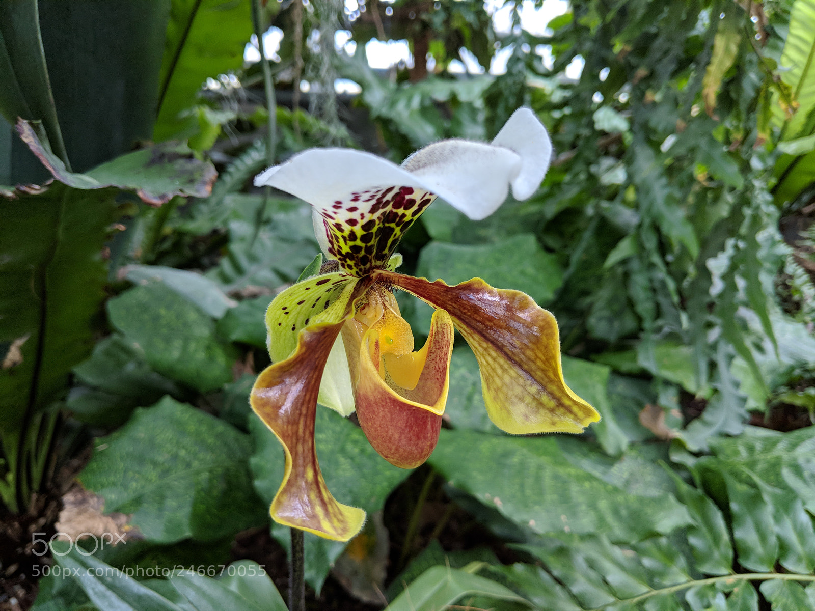 Google Pixel 2 XL sample photo. Untitled photography