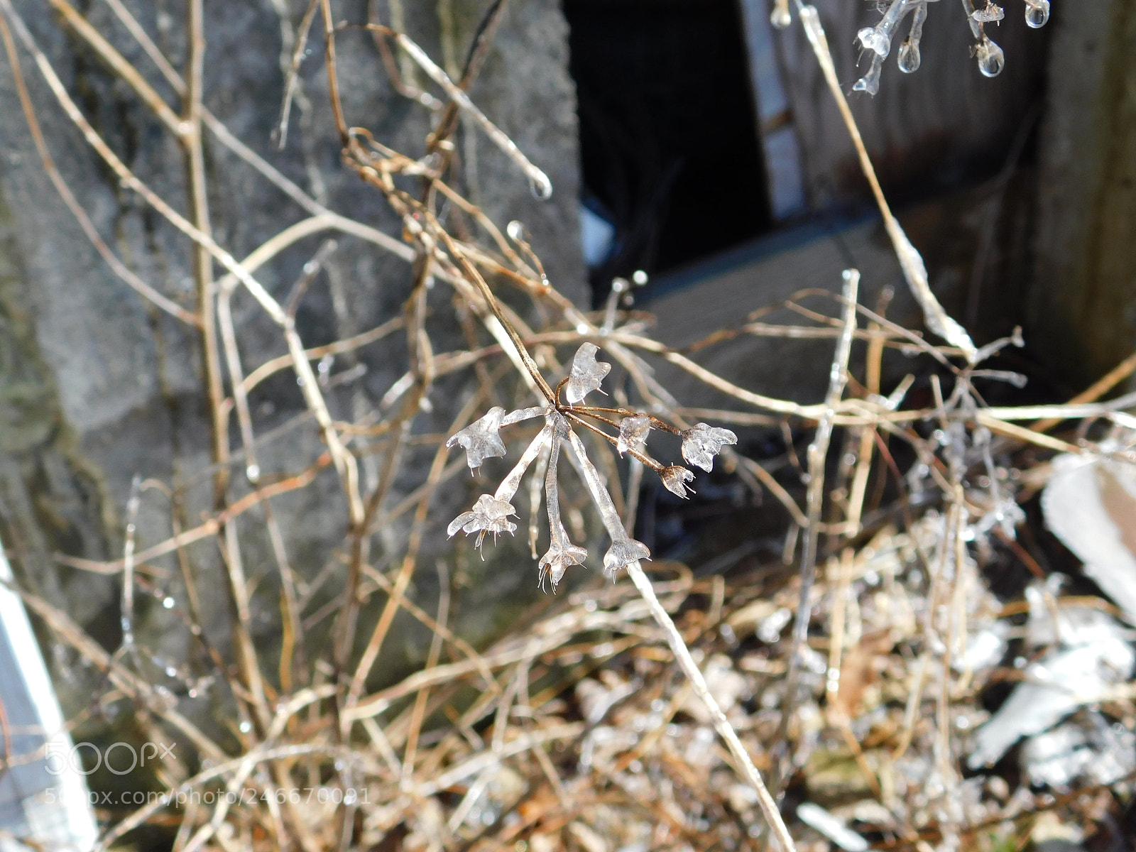 Nikon Coolpix B500 sample photo. Icey plant photography